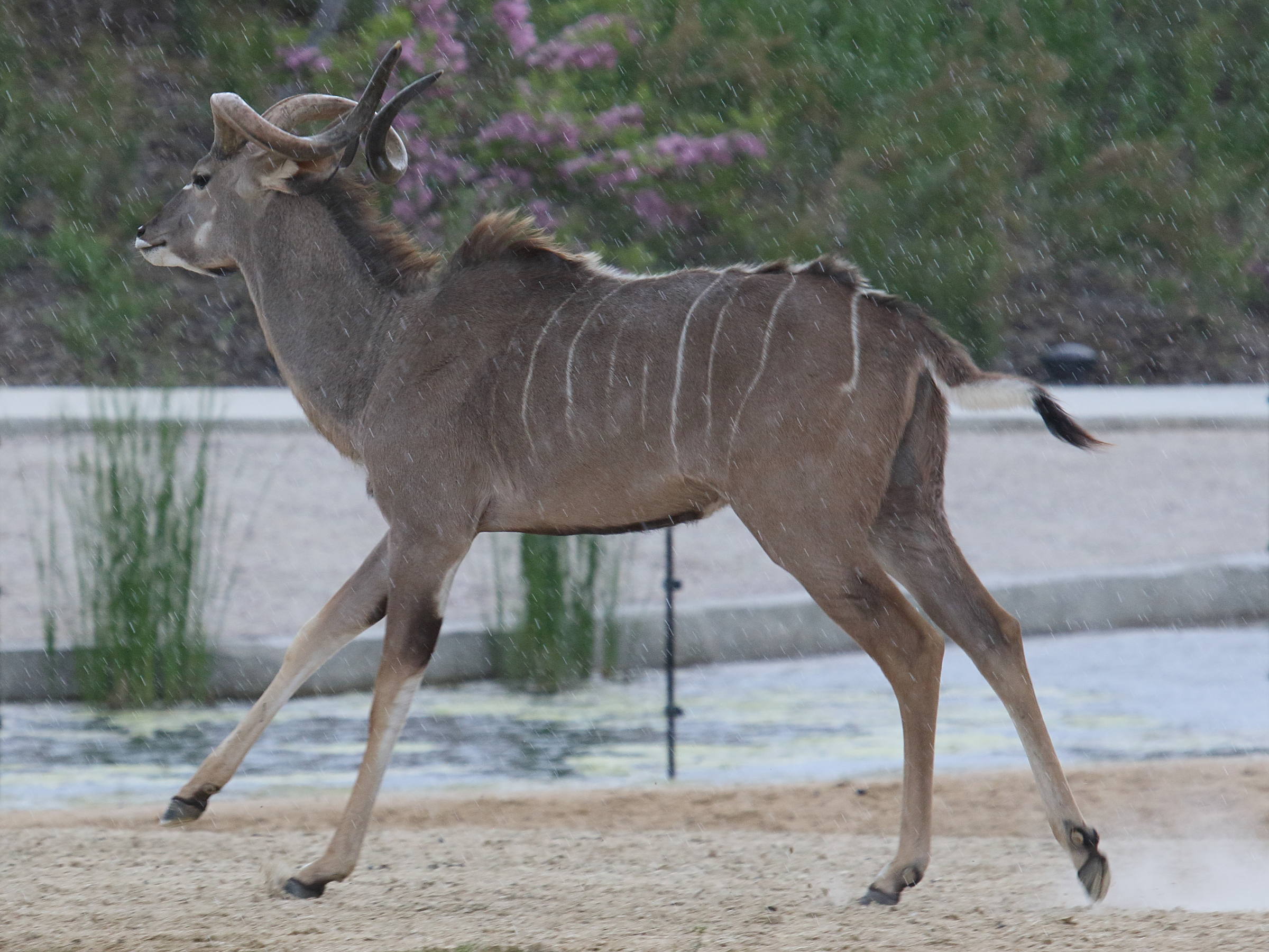 Tragelaphus_strepsiceros