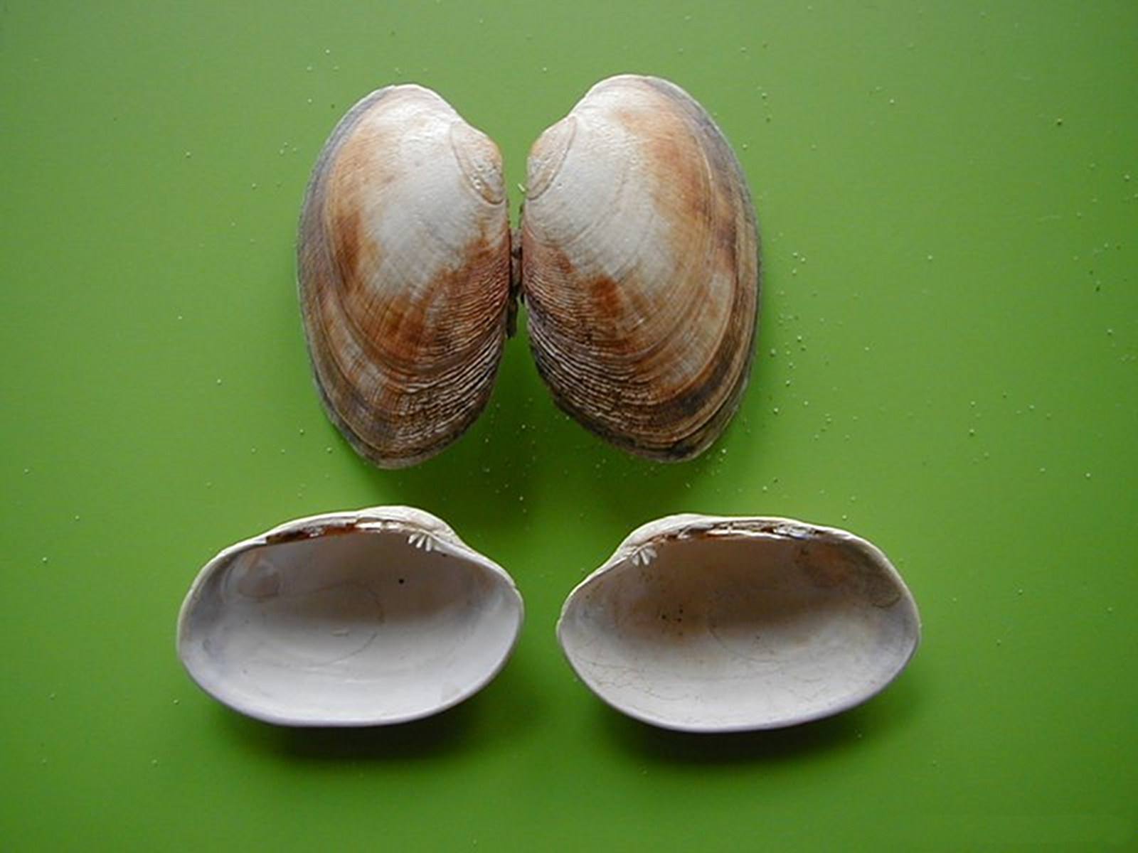 Afficher le média venerupis_senegalensis1md venerupis_senegalensis1md