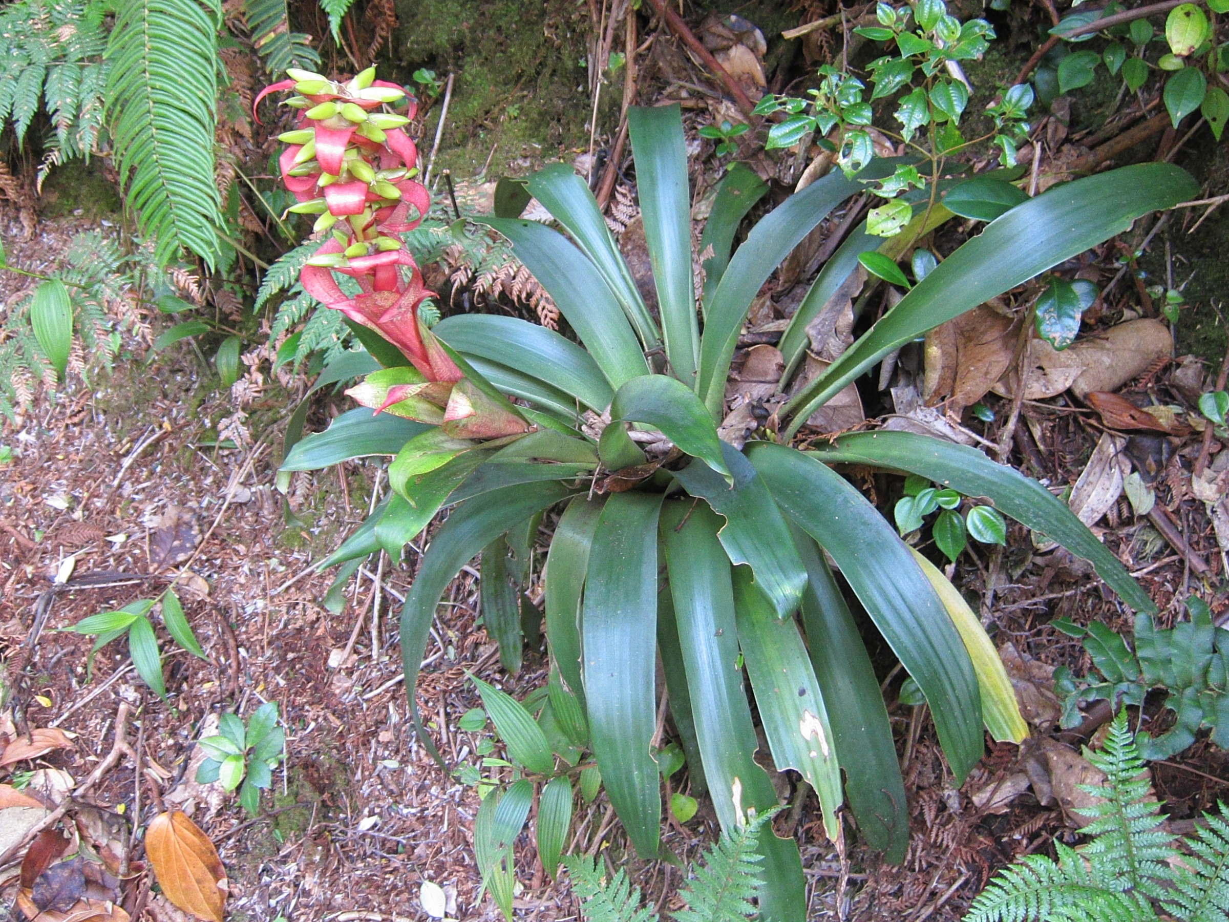 vriesea_ororiensis1bd