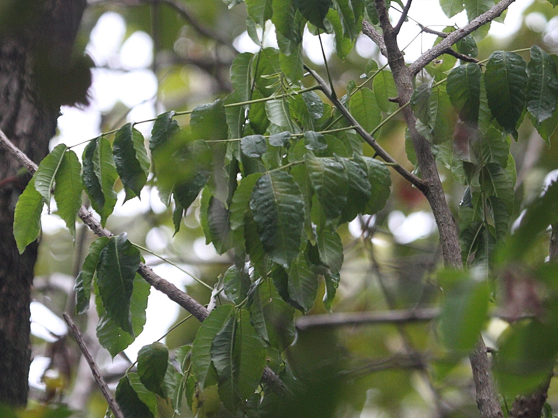 zanthoxylum_caribaeum2bd