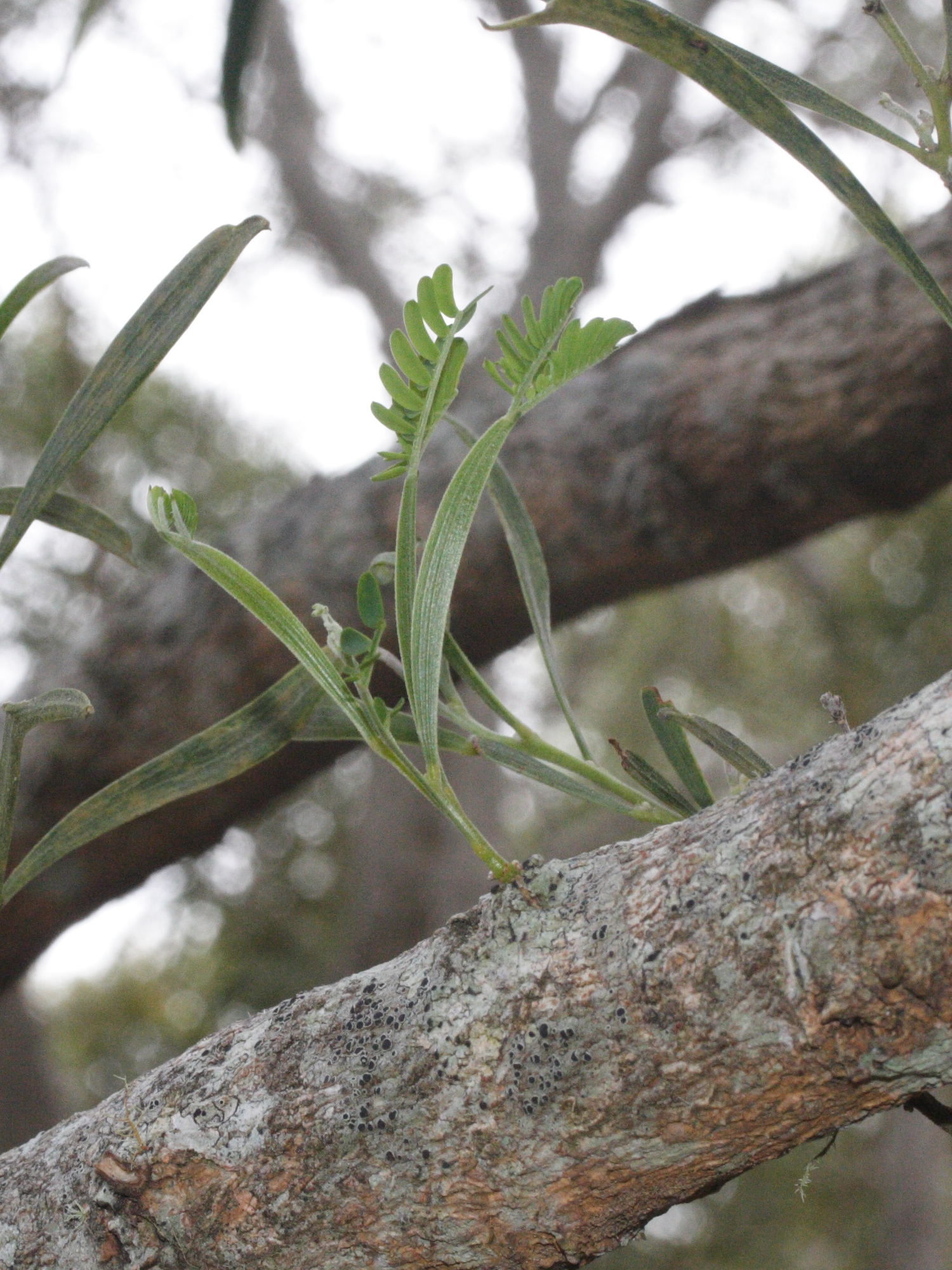 acacia_heterophylla5bmd