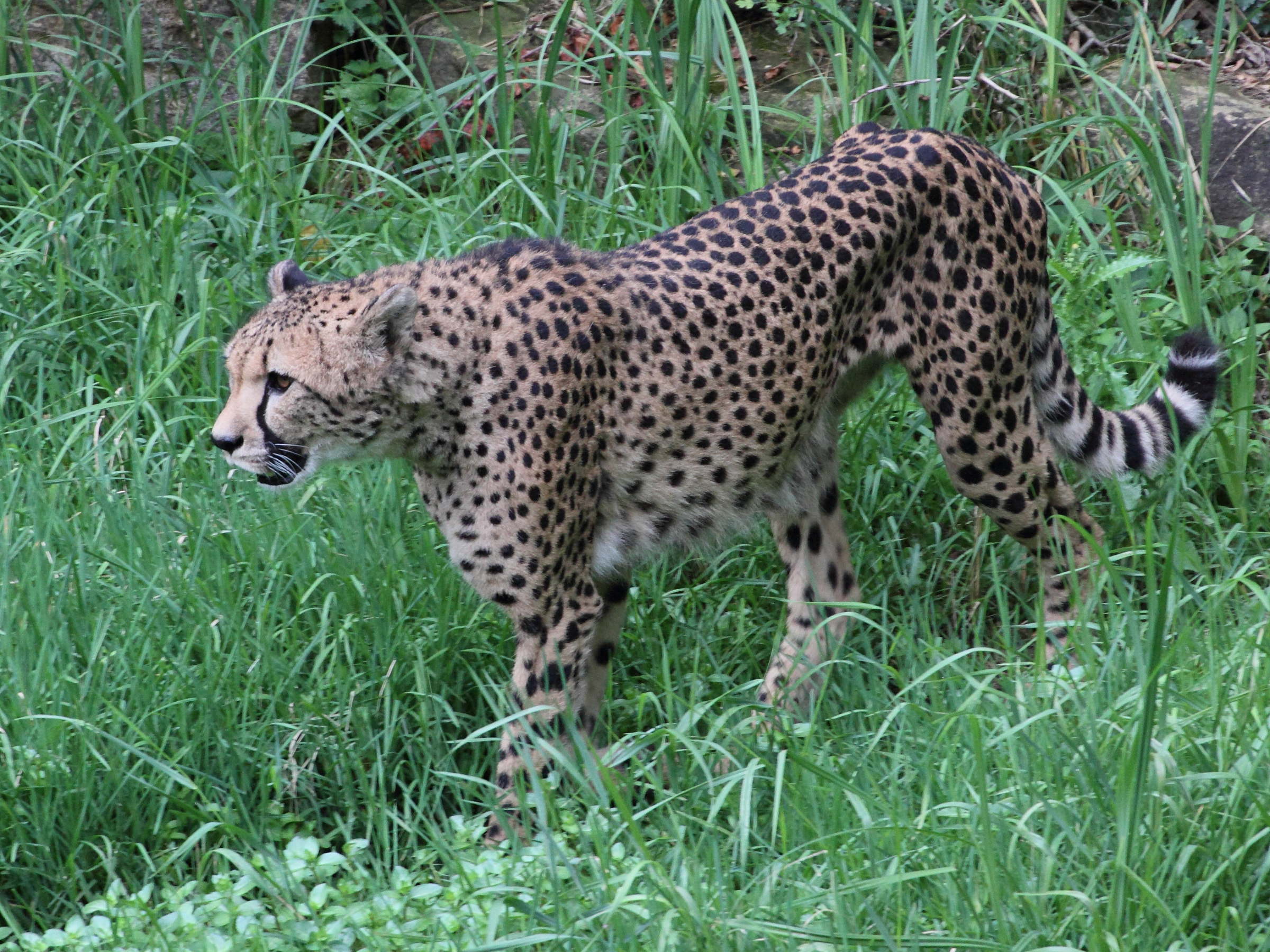 acinonyx_jubatus4md