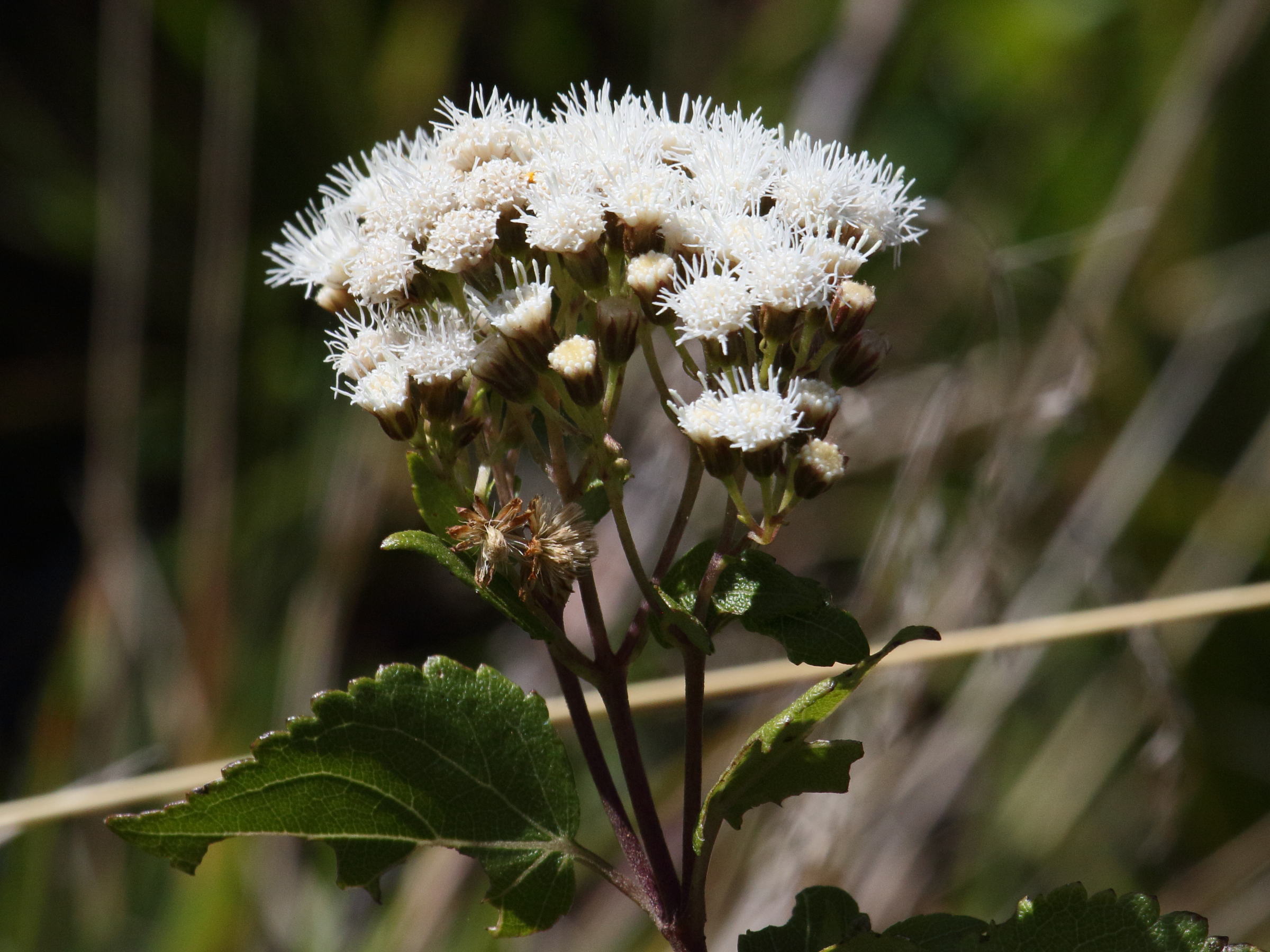 Afficher le média ageratina_altissima2bd ageratina_altissima2bd