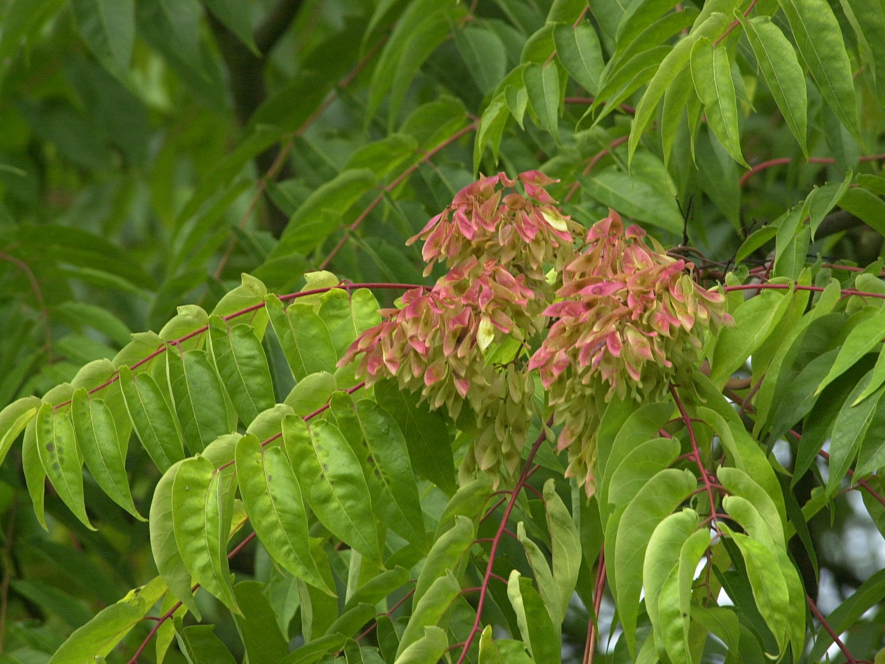 Afficher le média ailanthus_altissima3md ailanthus_altissima3md
