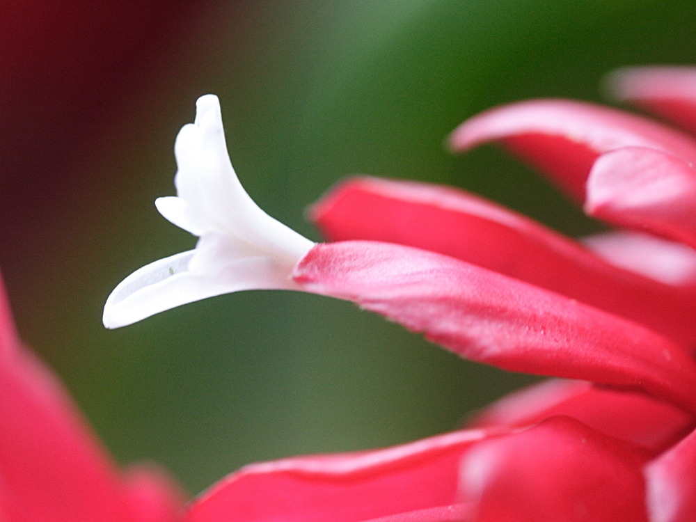 alpinia_purpurata2bmd