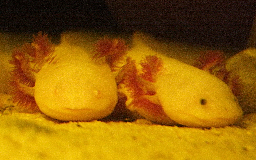 ambystoma_mexicanum3md