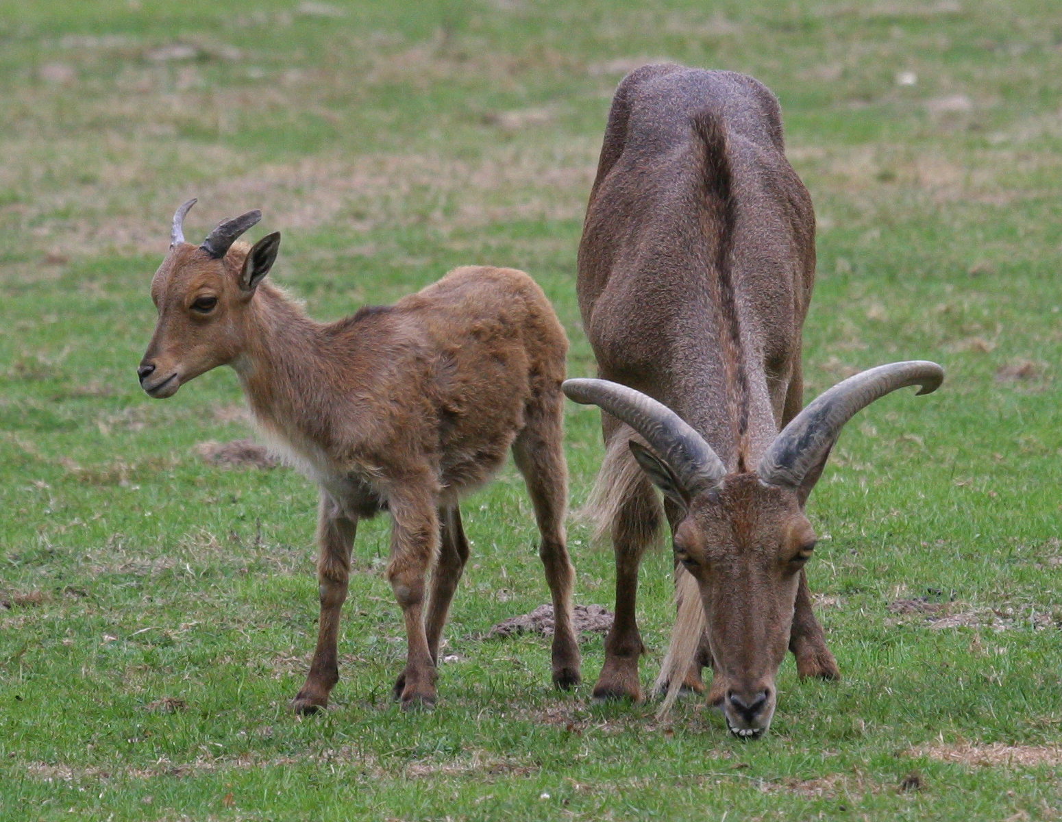 ammotragus_lervia2bd