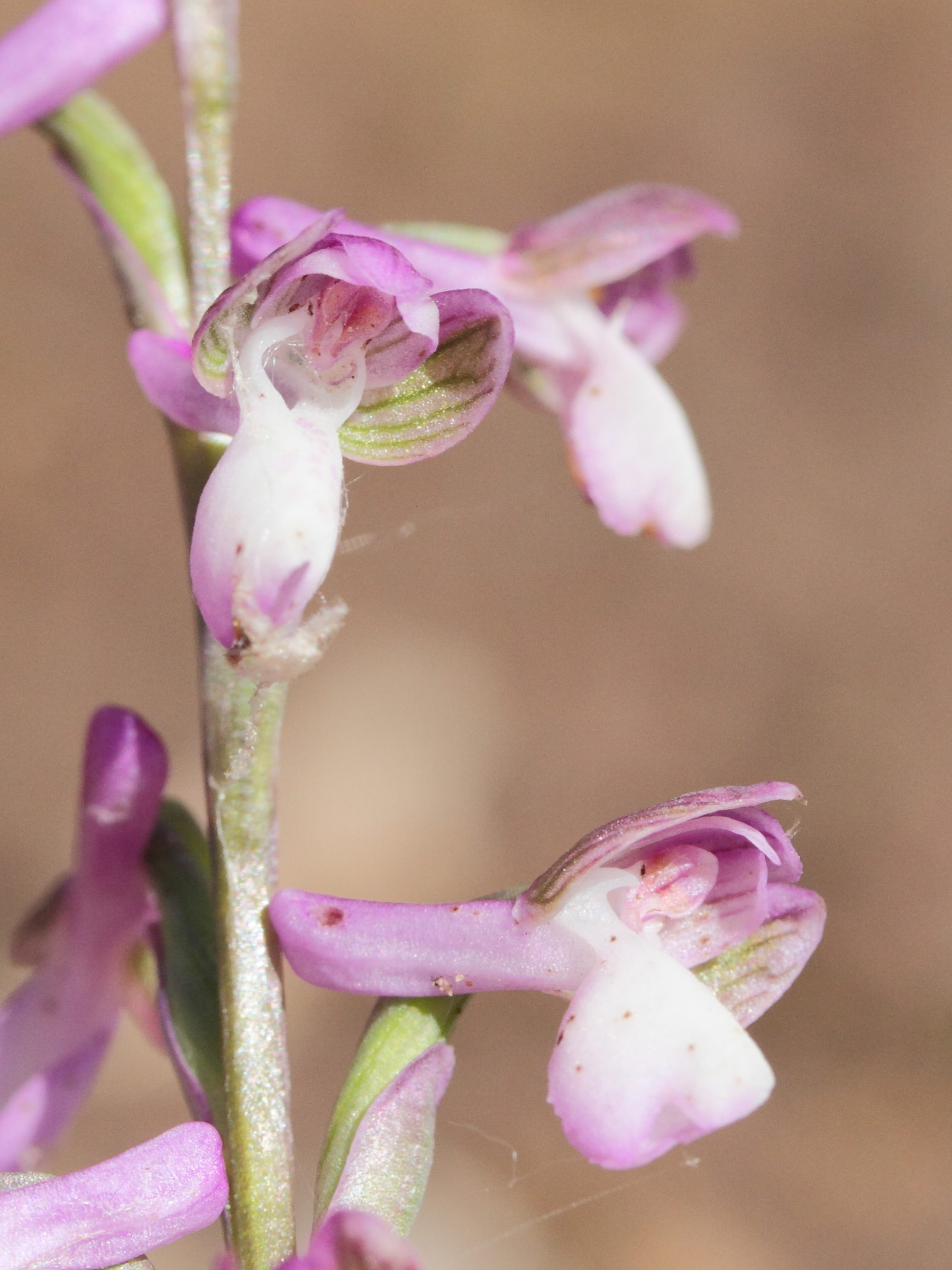 anacamptis_champagneuxi3md