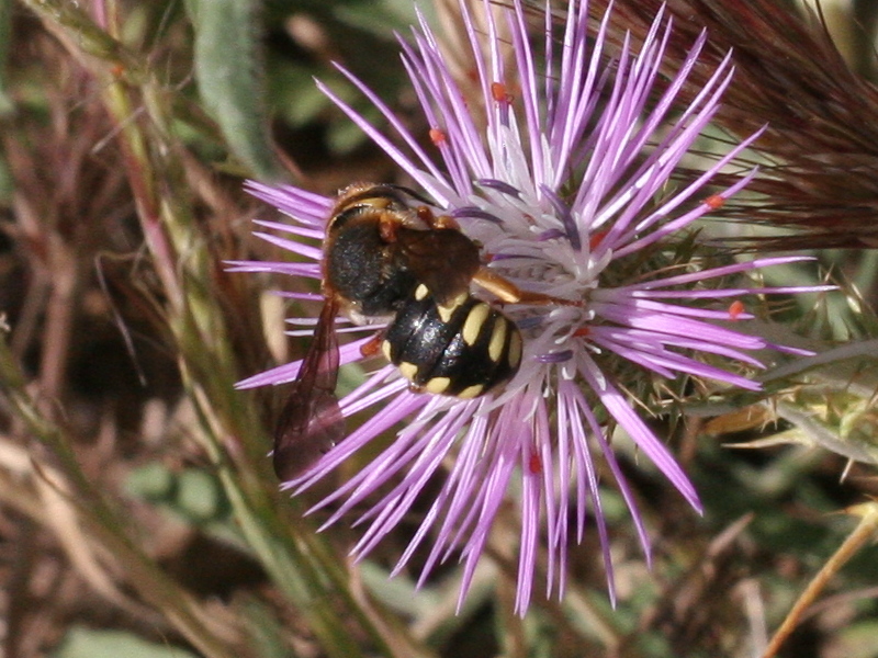 anthidium_sp2md
