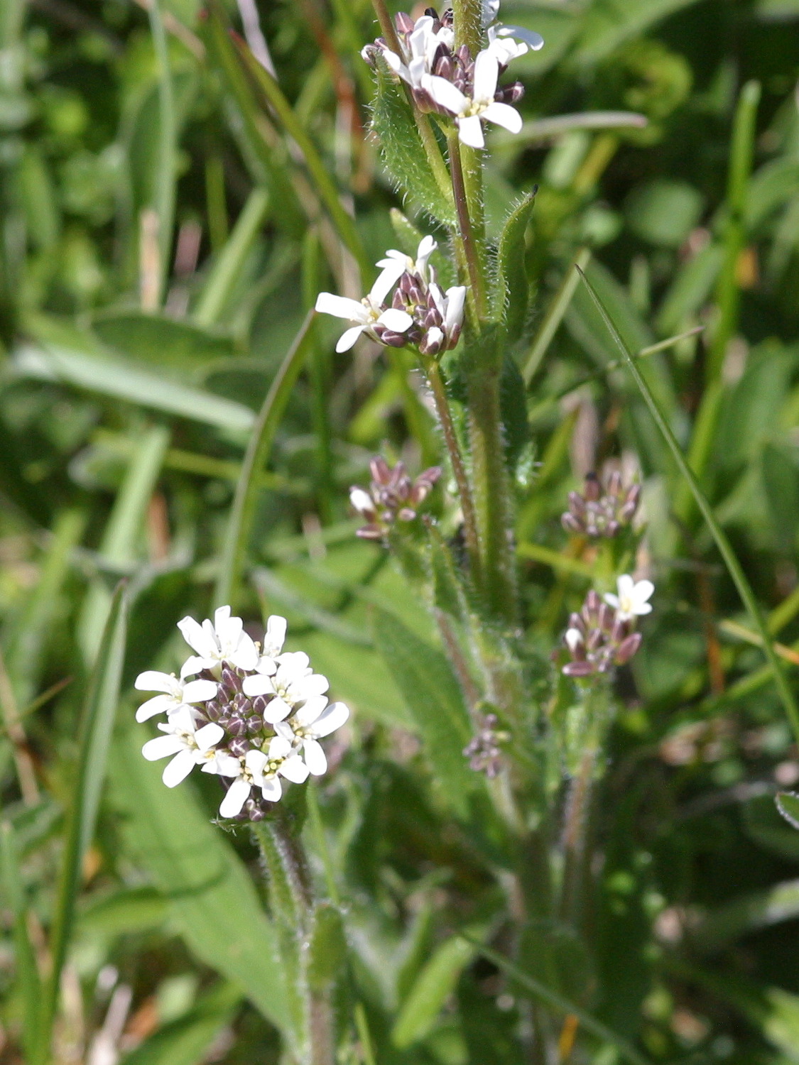 Afficher le média arabis_hirsuta_hirsuta3md arabis_hirsuta_hirsuta3md