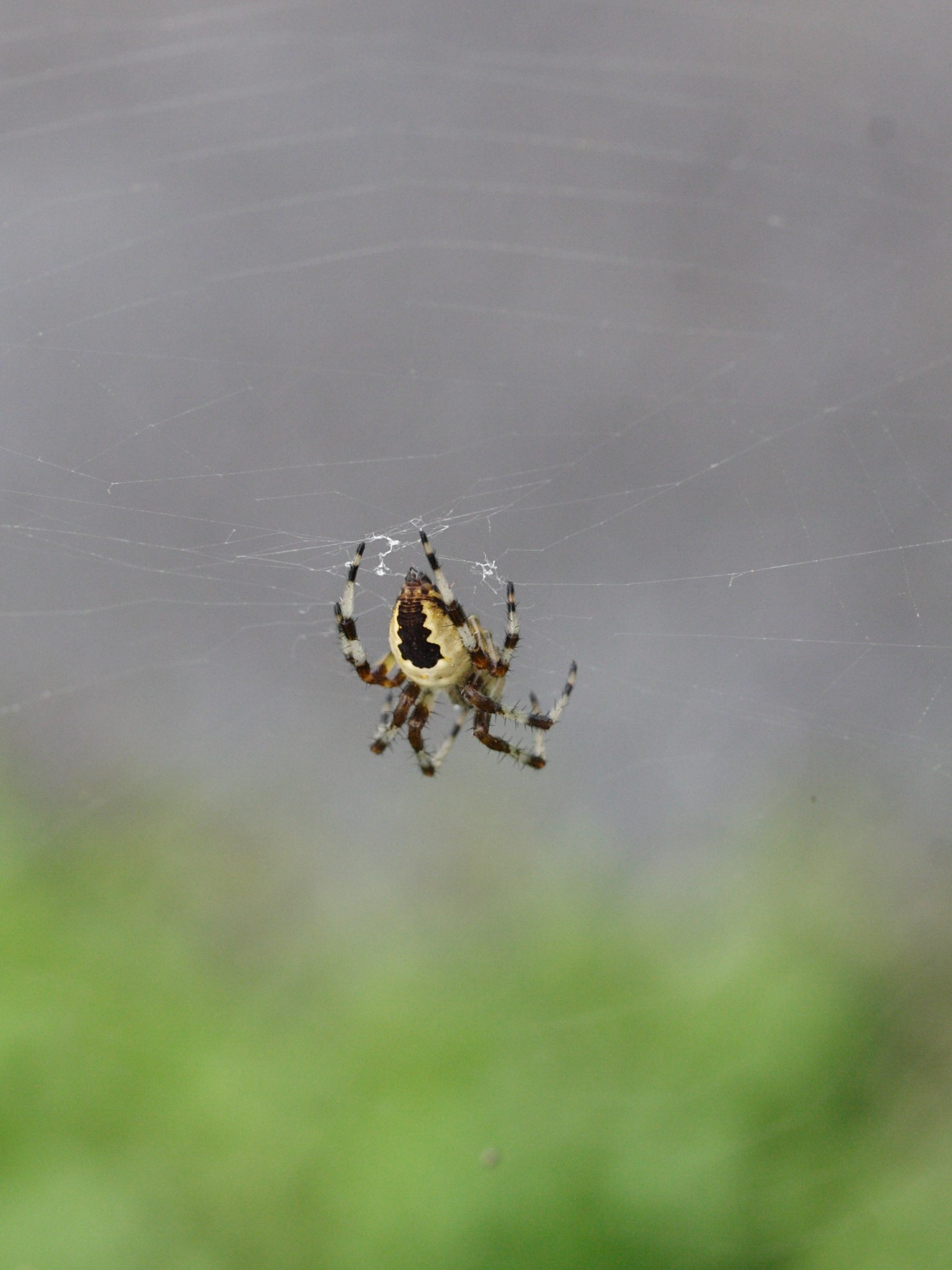 araneus_marmoreus3md