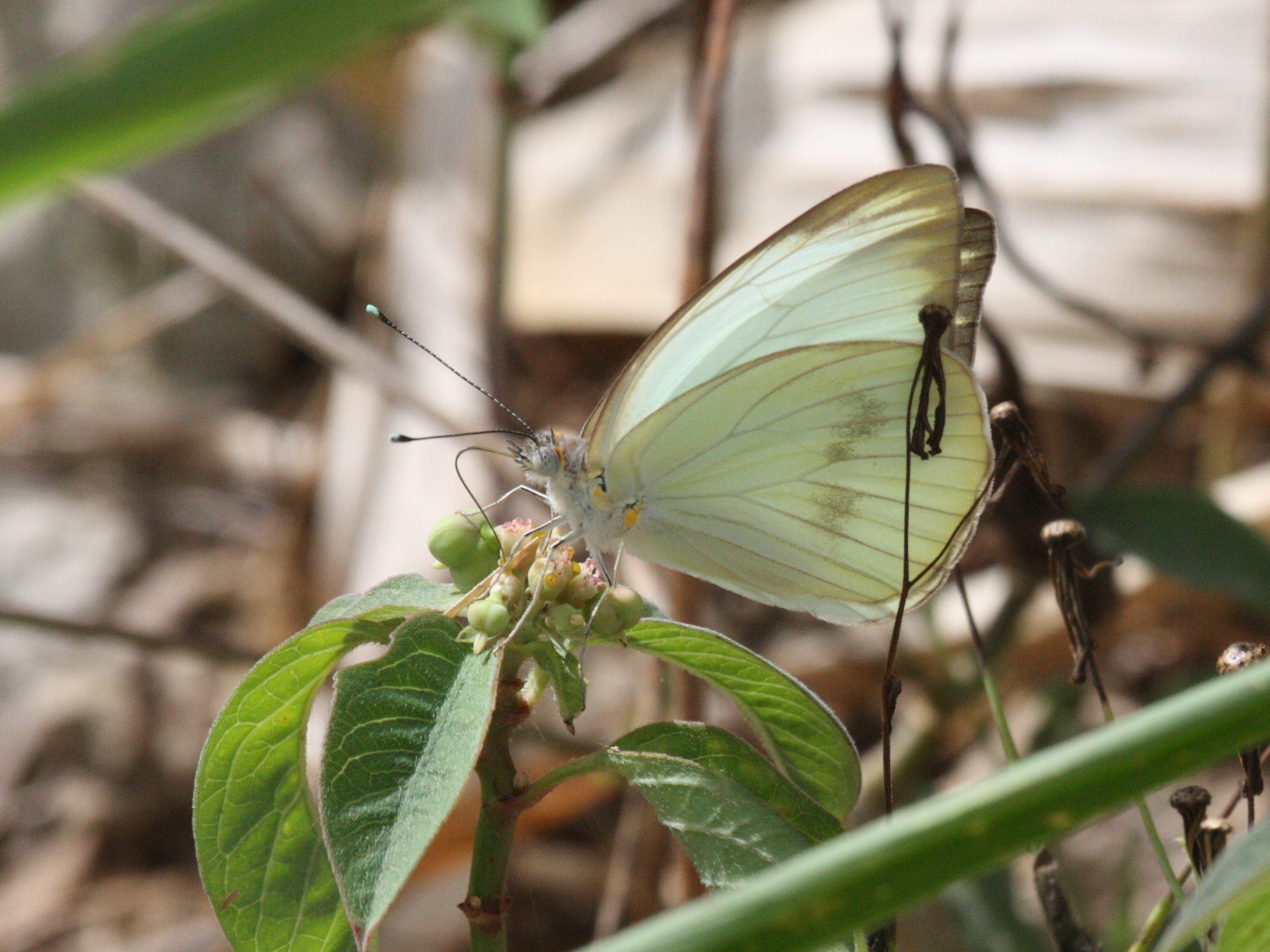 ascia_monuste_virginia4bd