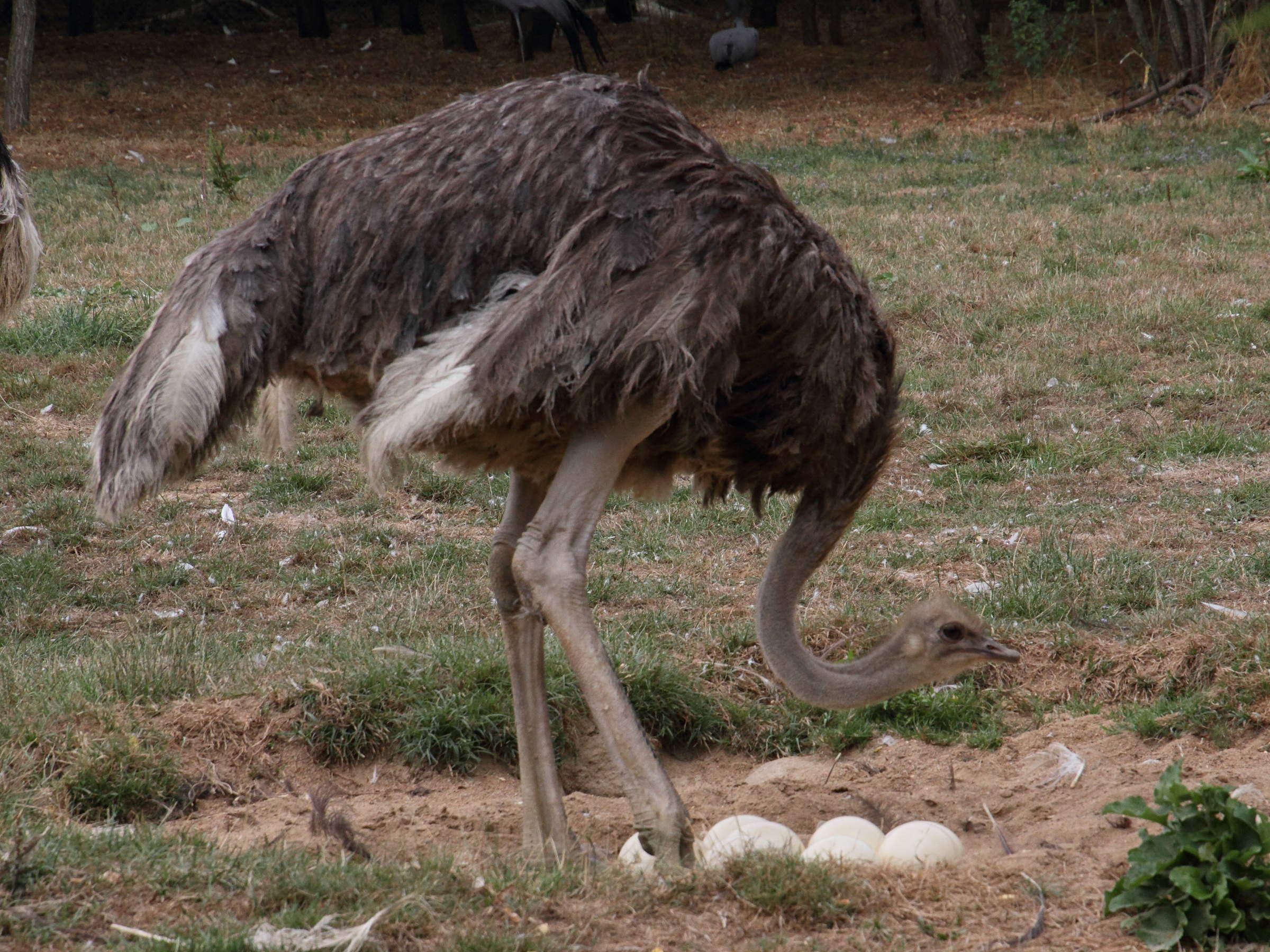 autruche_d-afrique_-_struthio_camelus7md