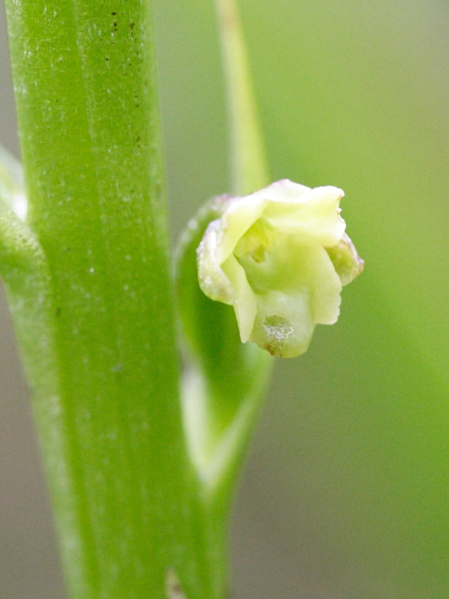 benthamia_latifolia4md