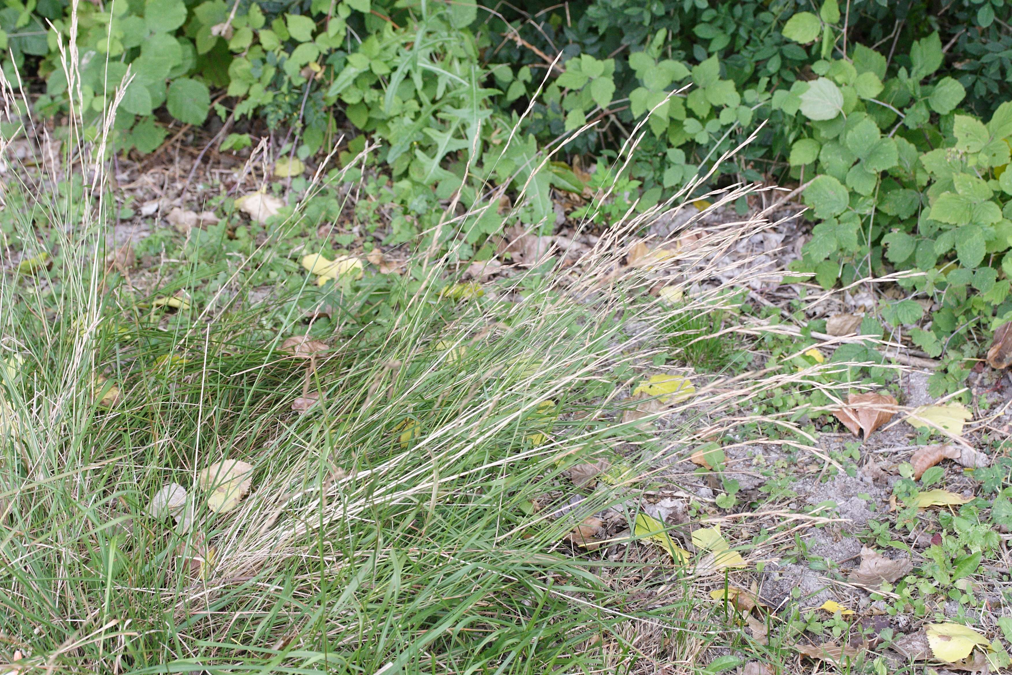 brachypodium_pinnatum1md