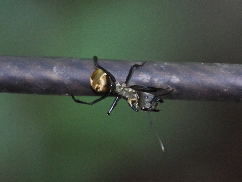 Afficher le média camponotus_sericeiventris3md camponotus_sericeiventris3md