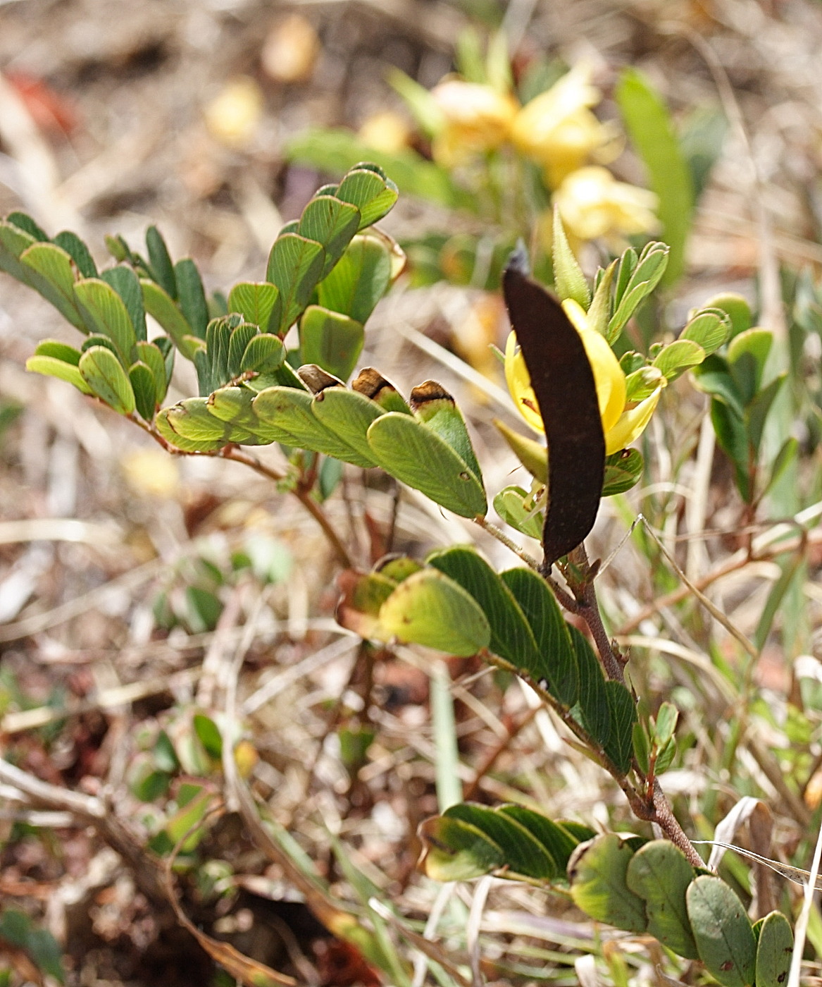 chamaecrista_glandulosa_swartzii4md