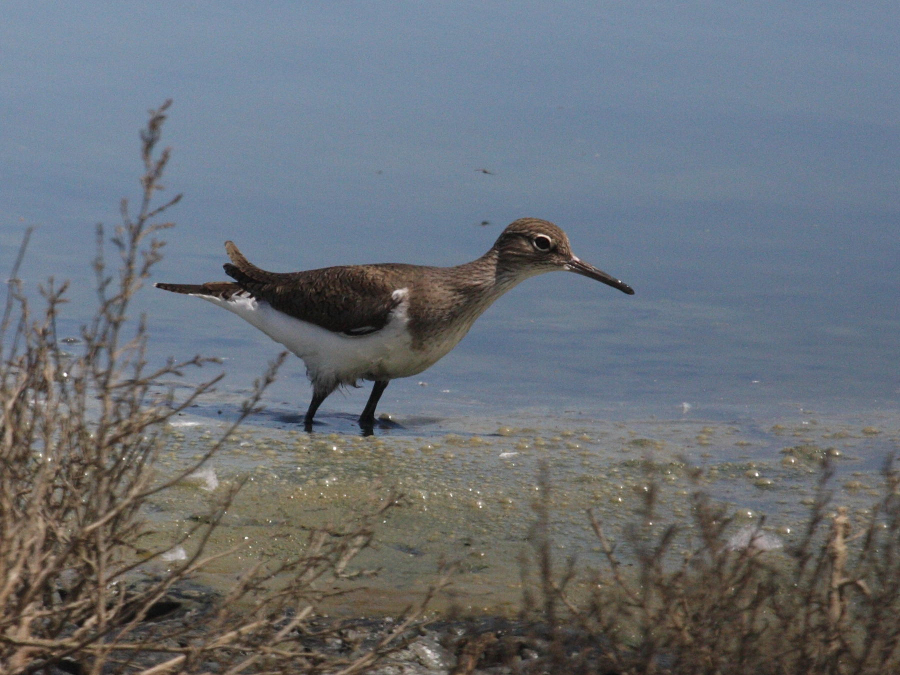 chevalier_guignette_-_actitis_hypoleucos3md