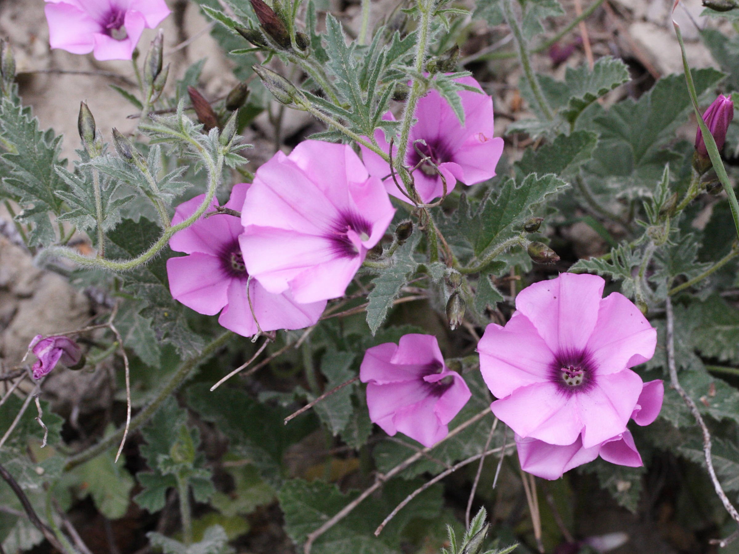 Convolvulus_althaeoides
