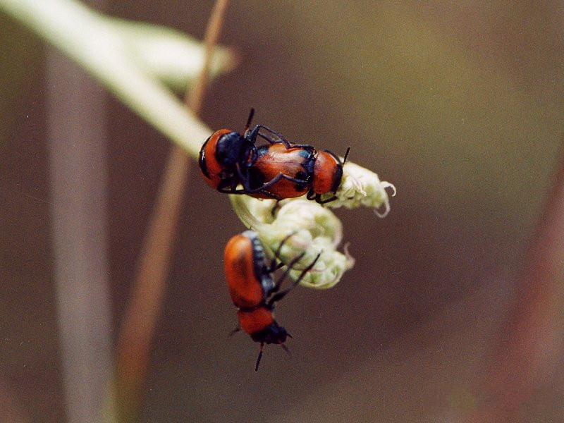 Afficher le média coptocephala_scopolina1md coptocephala_scopolina1md