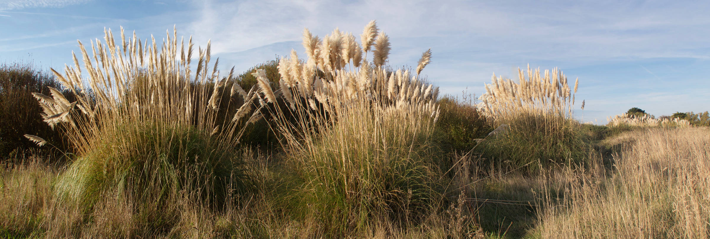 cortaderia_selloana2md