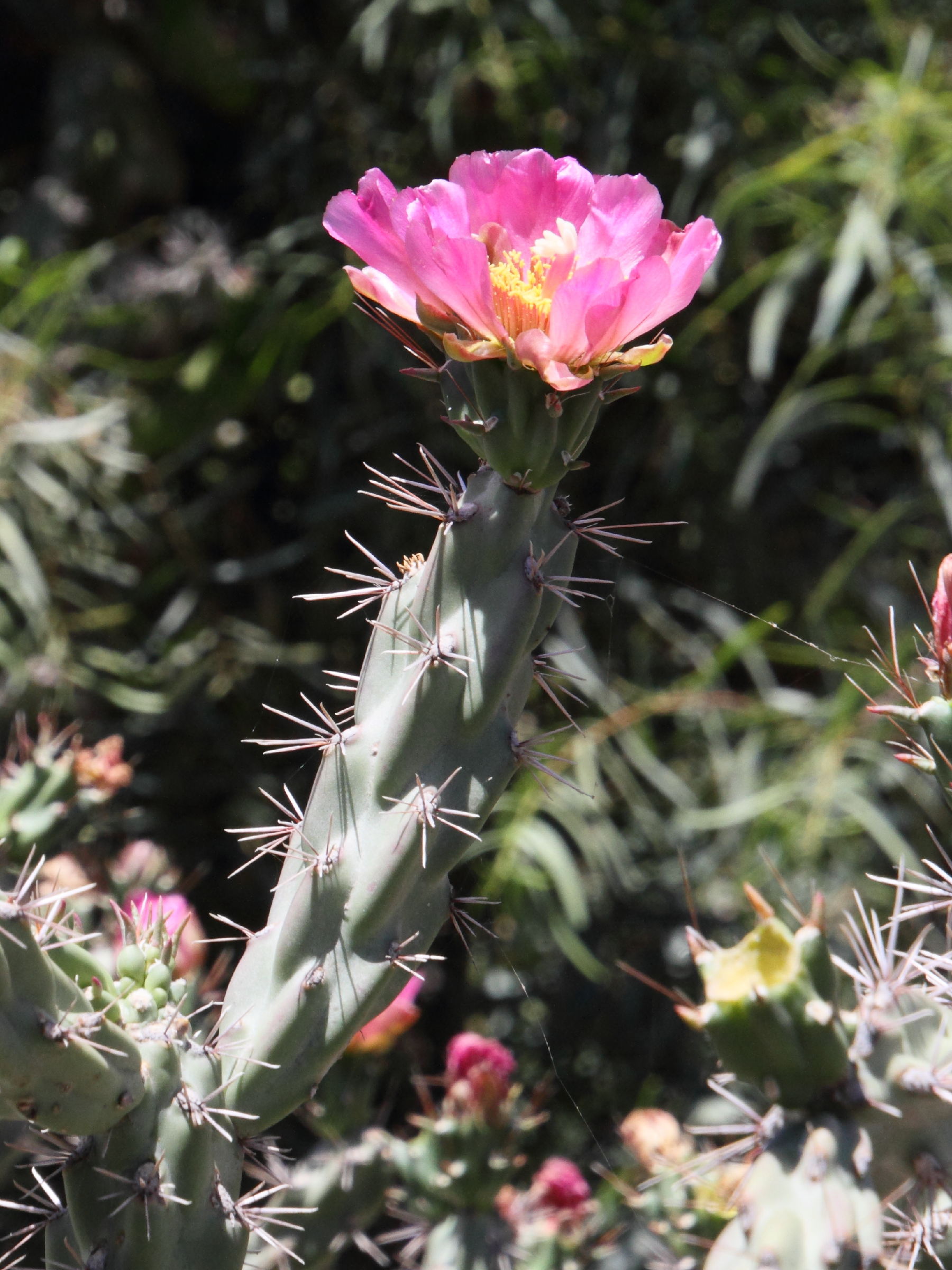Afficher le média cylindropuntia_imbricata2md cylindropuntia_imbricata2md