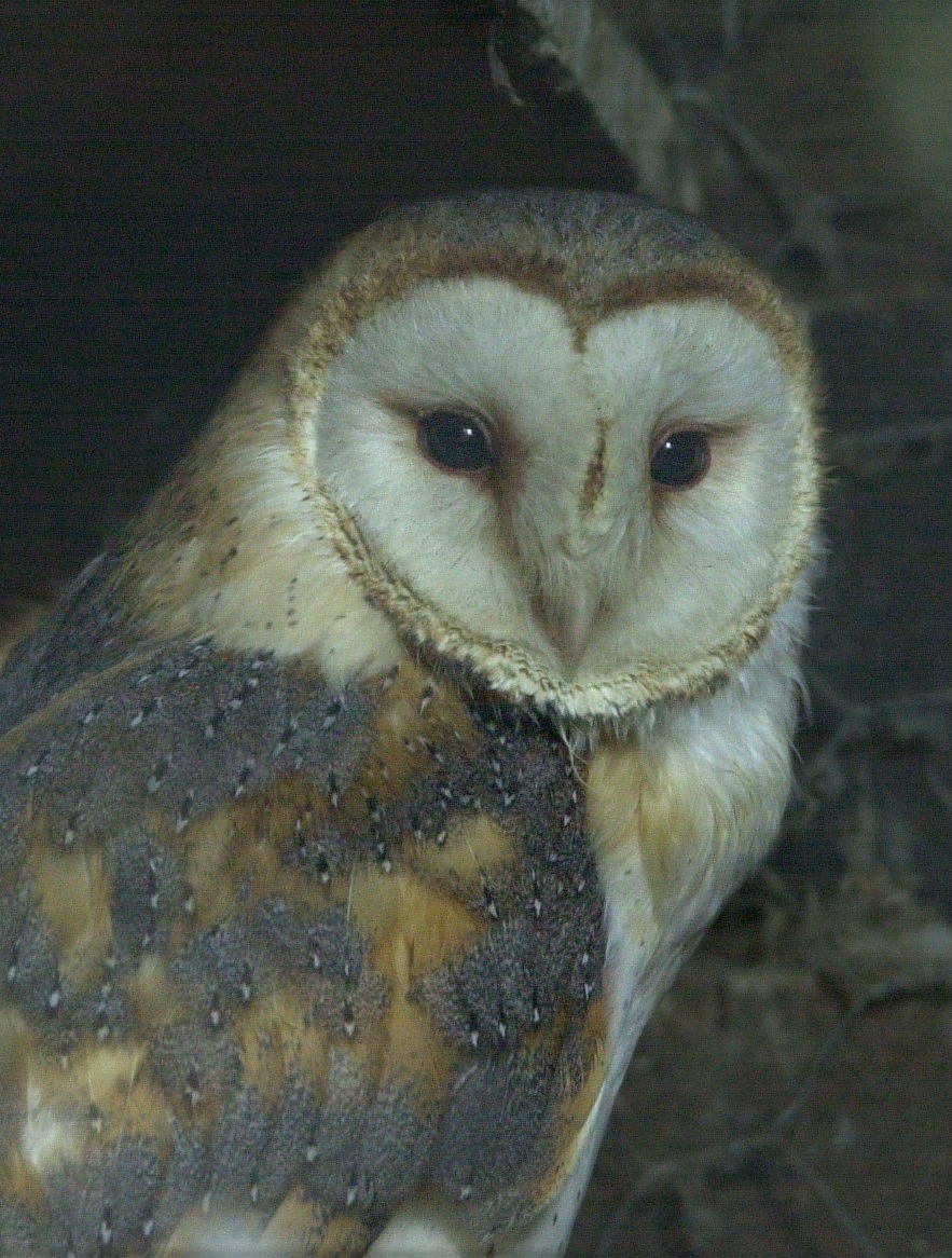 effraie_des_clochers_-_tyto_alba1md