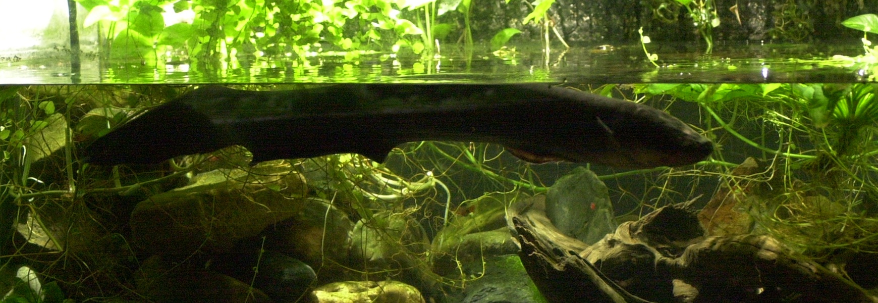 Afficher le média electrophorus_electricus1md electrophorus_electricus1md