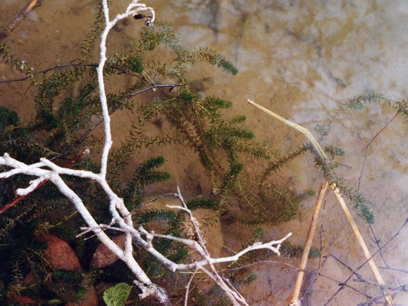 Afficher le média elodea_canadensis1md elodea_canadensis1md