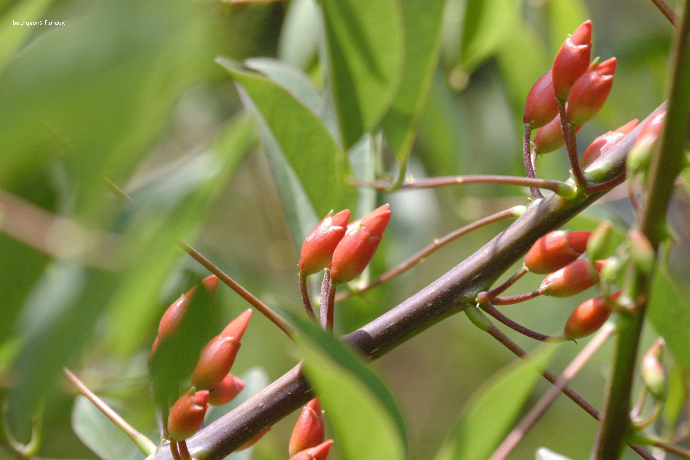 erythrina_crista-galli3bd