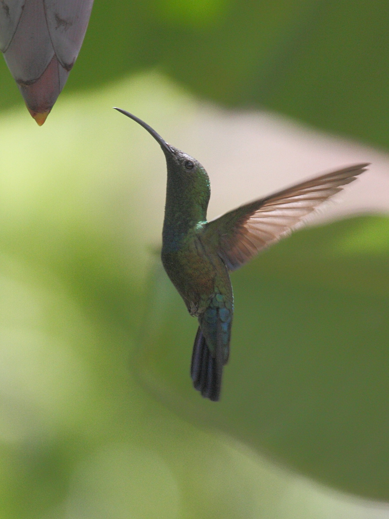 Eulampis_holosericeus