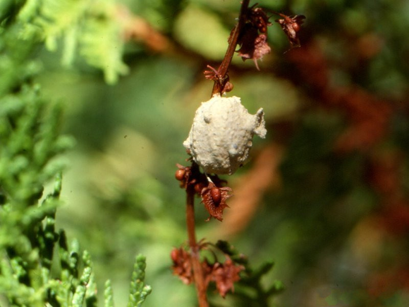 eumenes_pomiformis1md