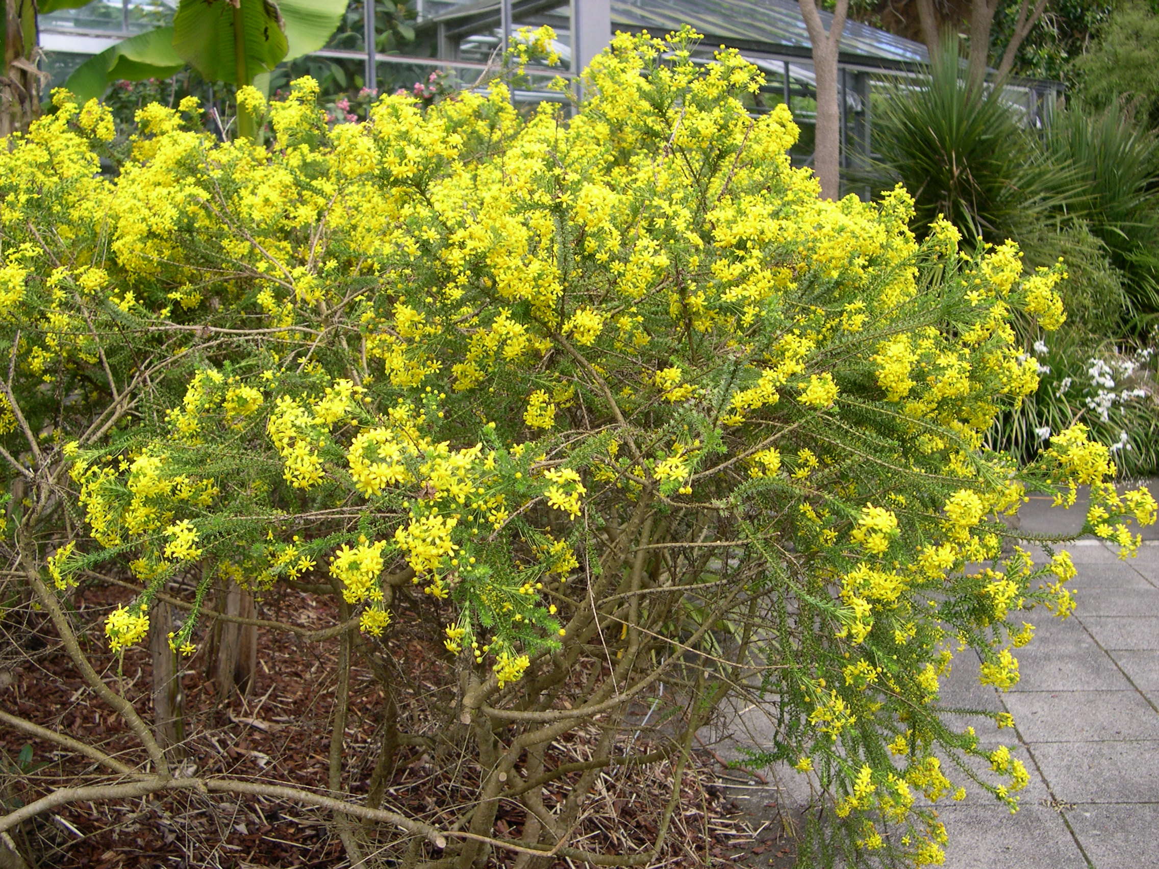 euryops_virgineus1md