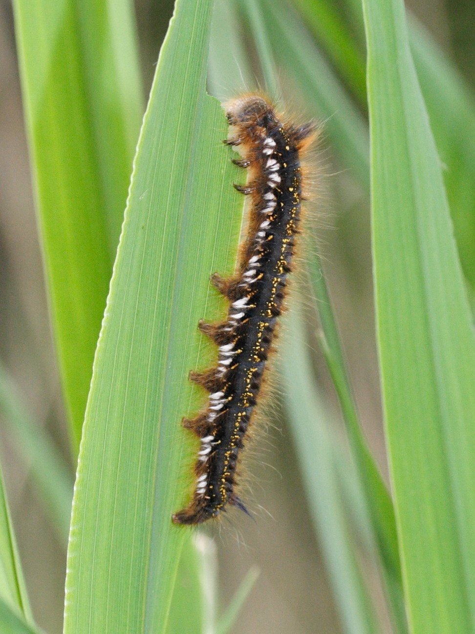 euthrix_potatoria_ch6md