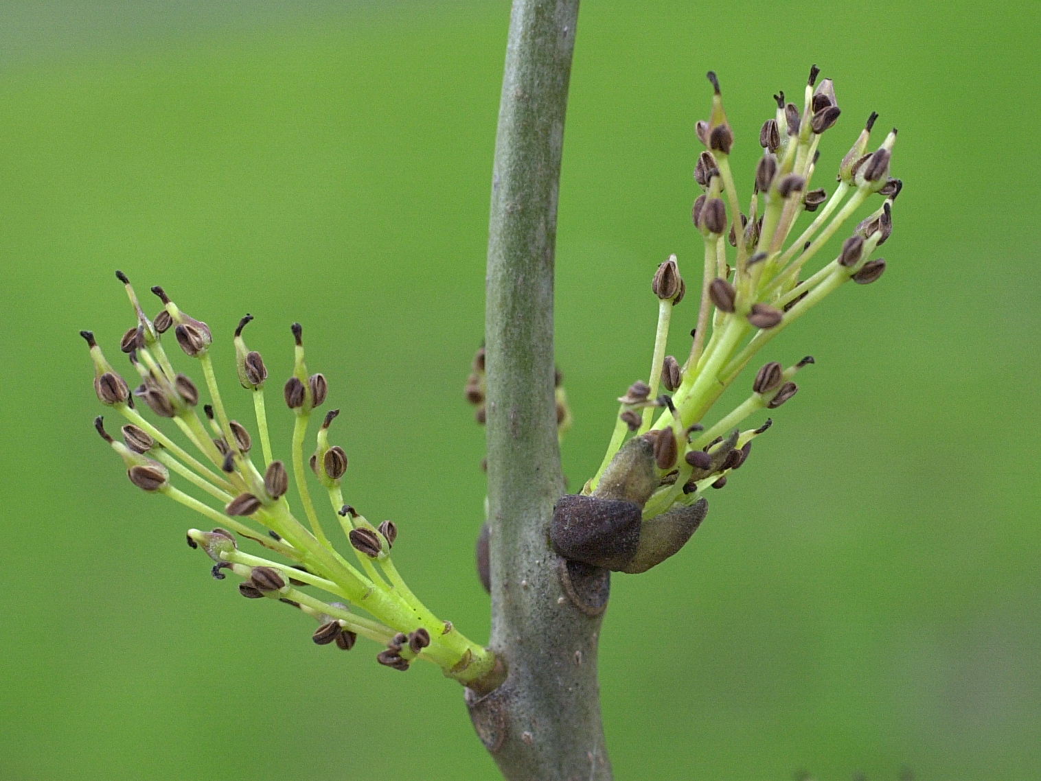 fraxinus_excelsior3md