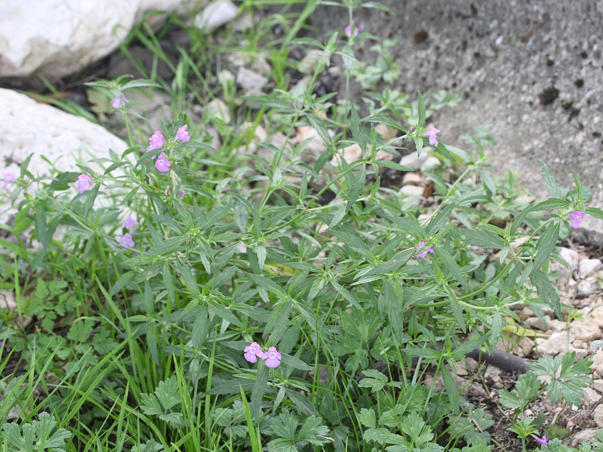 galeopsis_ladanum1md