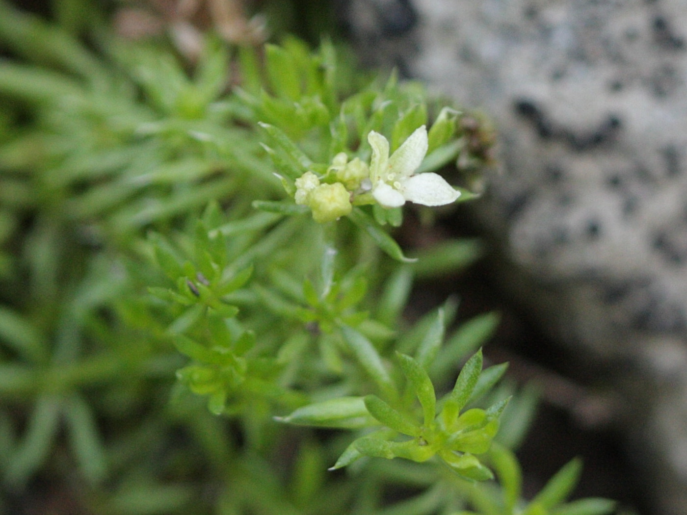 galium_cespitosum2bd