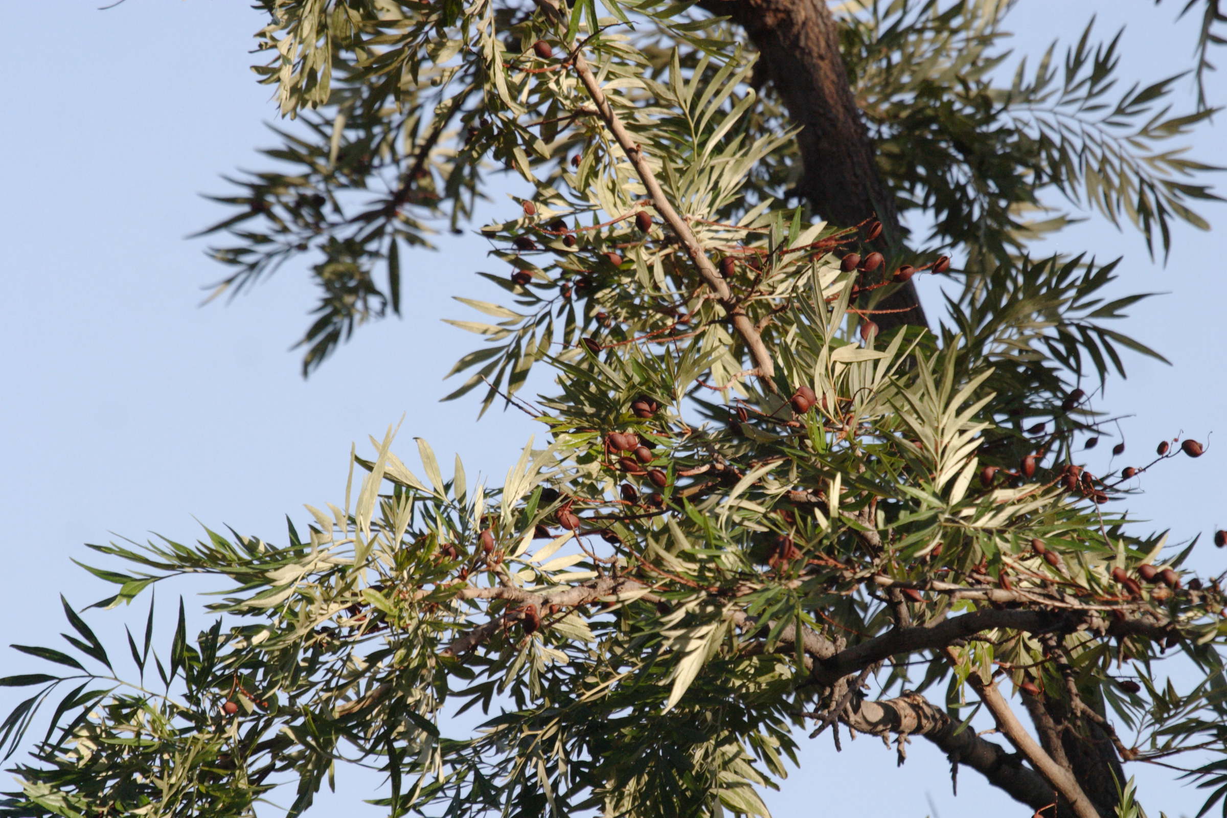 grevillea_robusta2bd