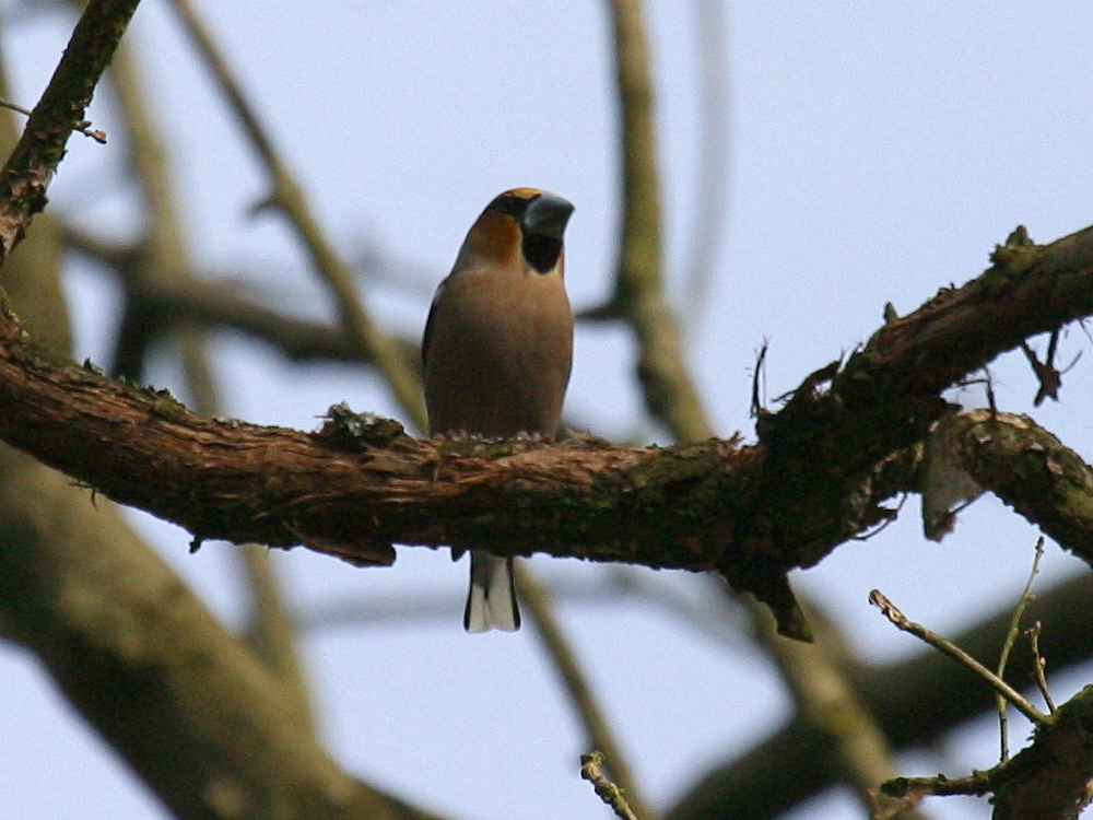 Afficher le média gros-bec_casse_noyaux-_coccothraustes_coccothraustes1bd gros-bec_casse_noyaux-_coccothraustes_coccothraustes1bd