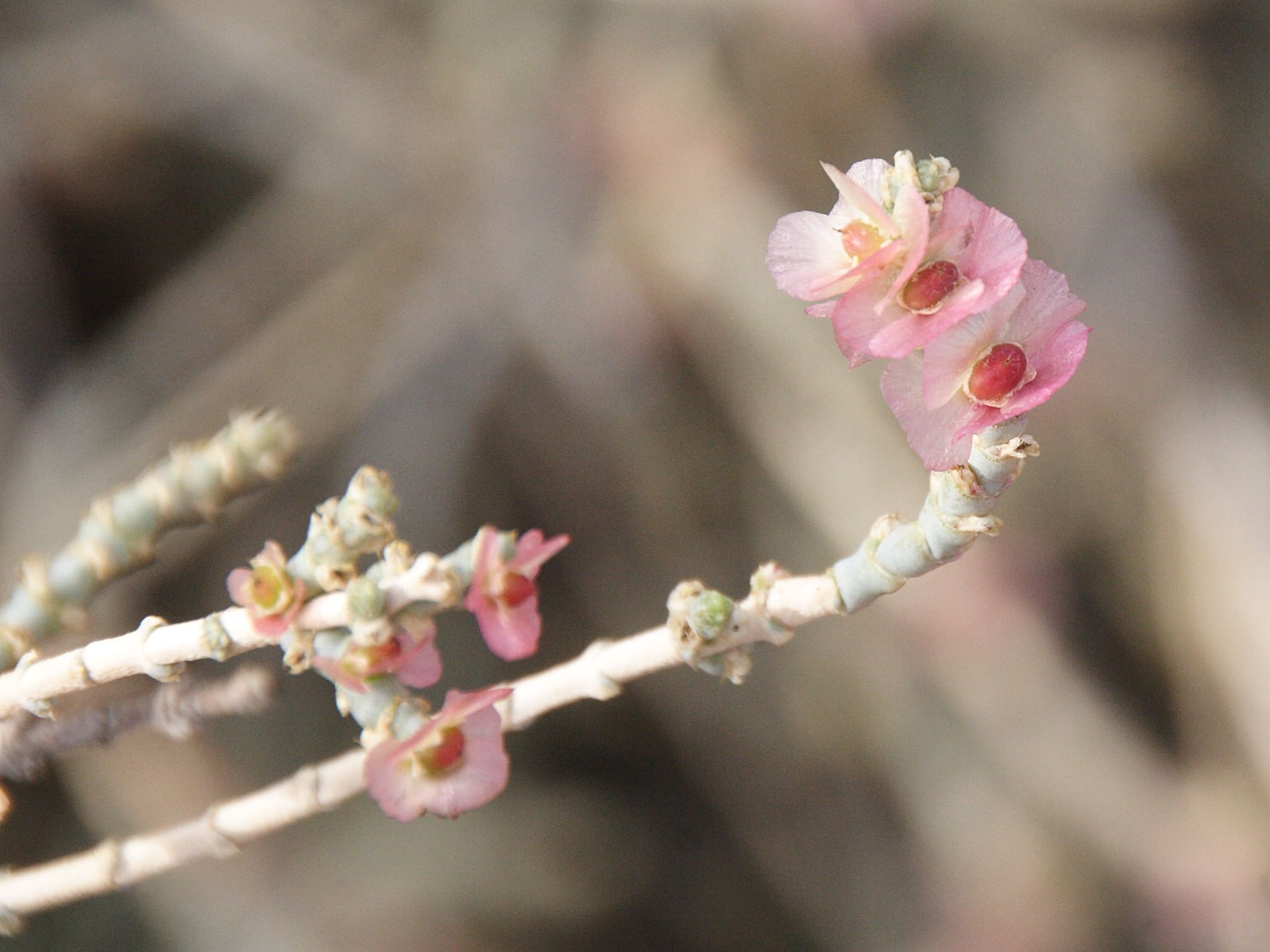 Afficher le média hammada_scoparia3bd hammada_scoparia3bd