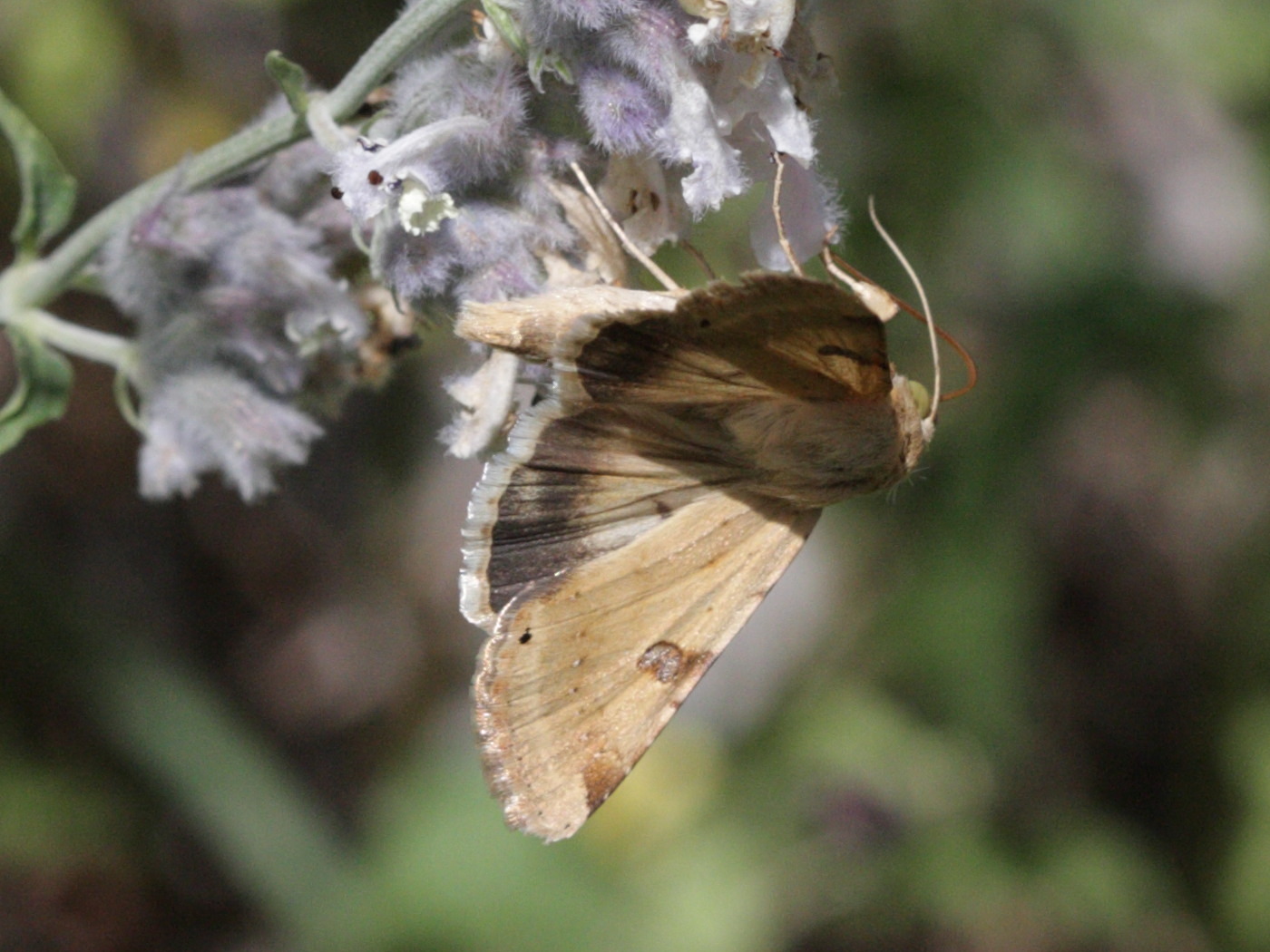 heliothis_peltigera2bd