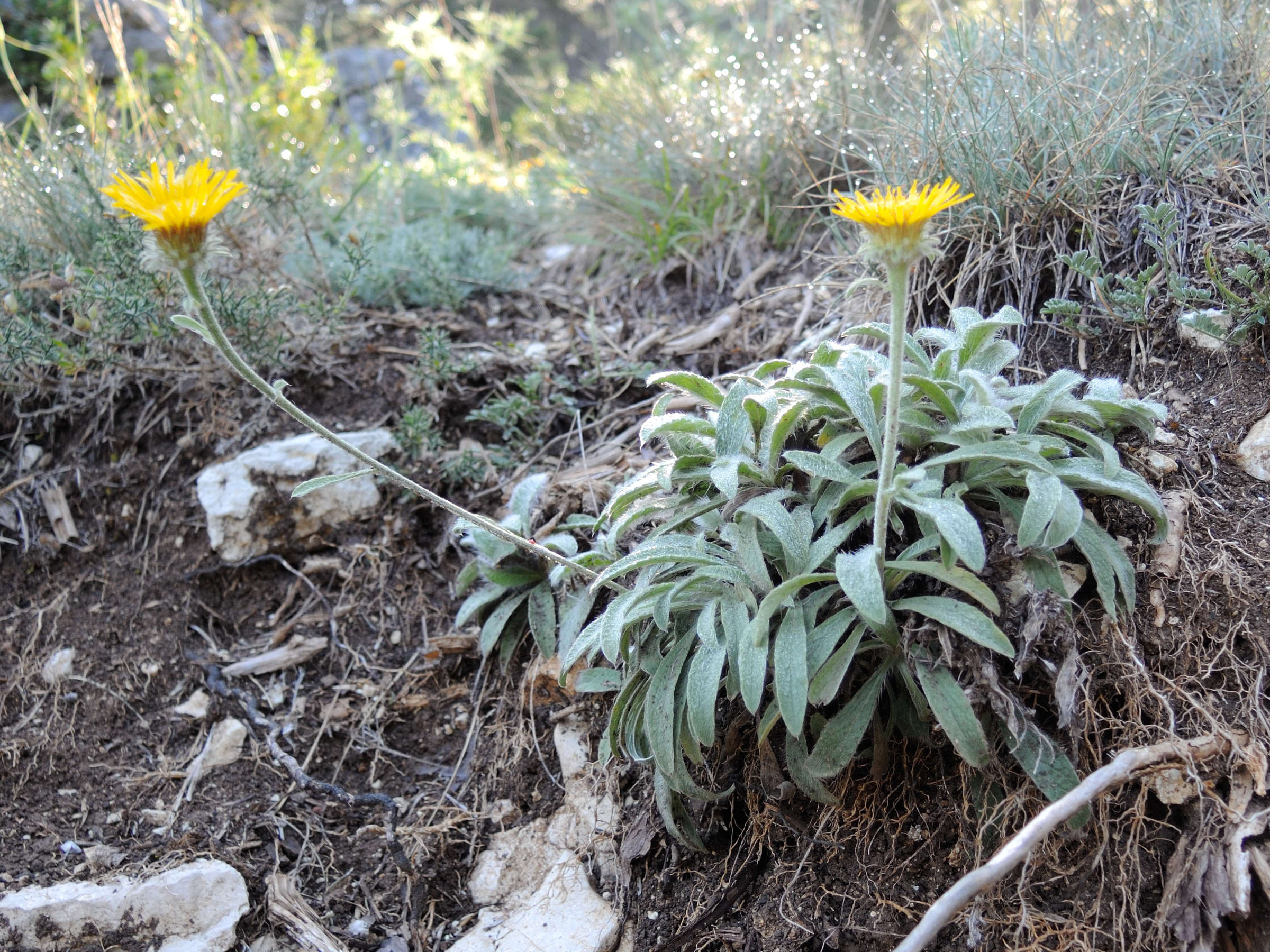 Afficher le média hieracium_villosum2md hieracium_villosum2md