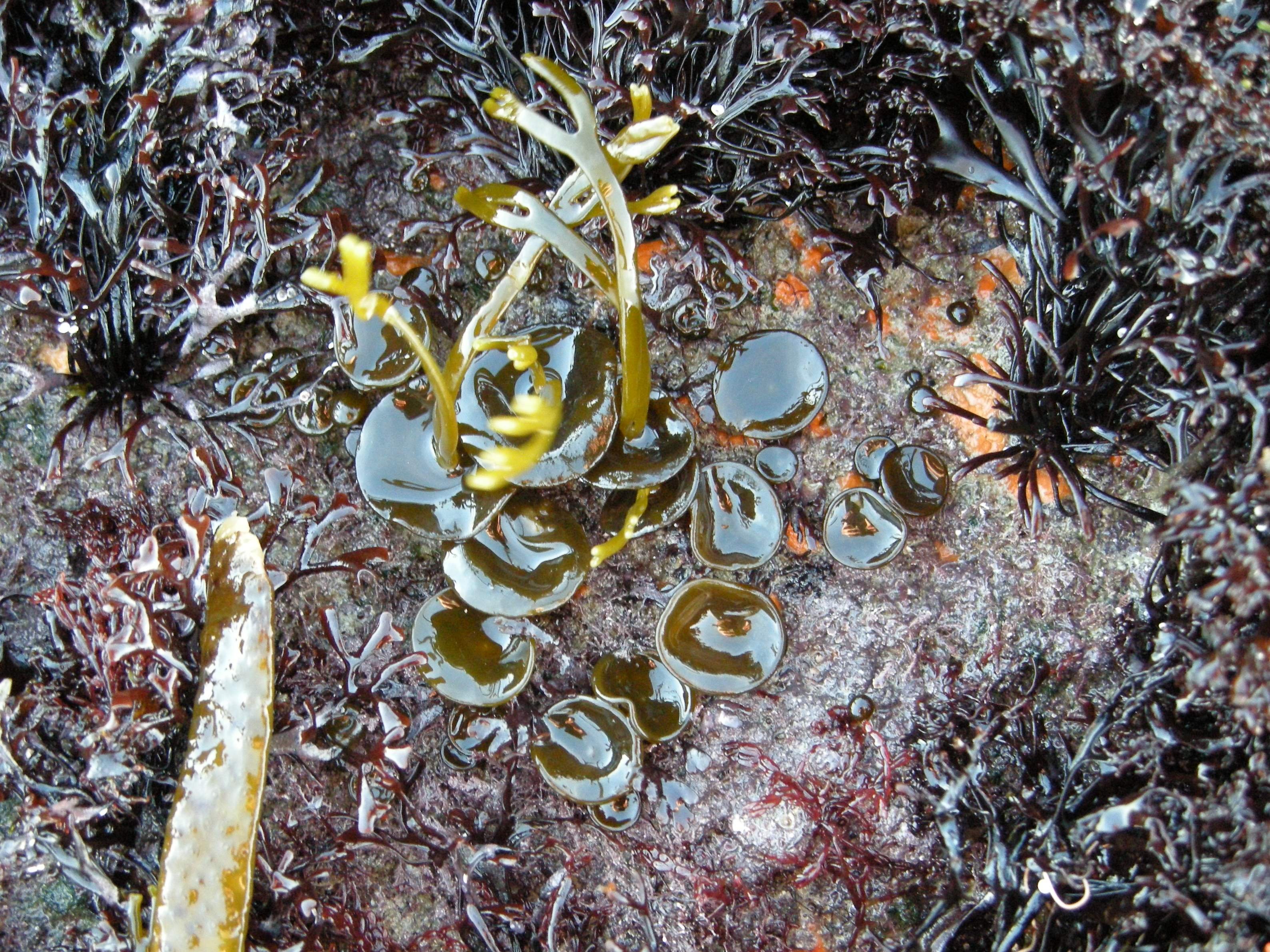 Afficher le média himanthalia_elongata1bd himanthalia_elongata1bd