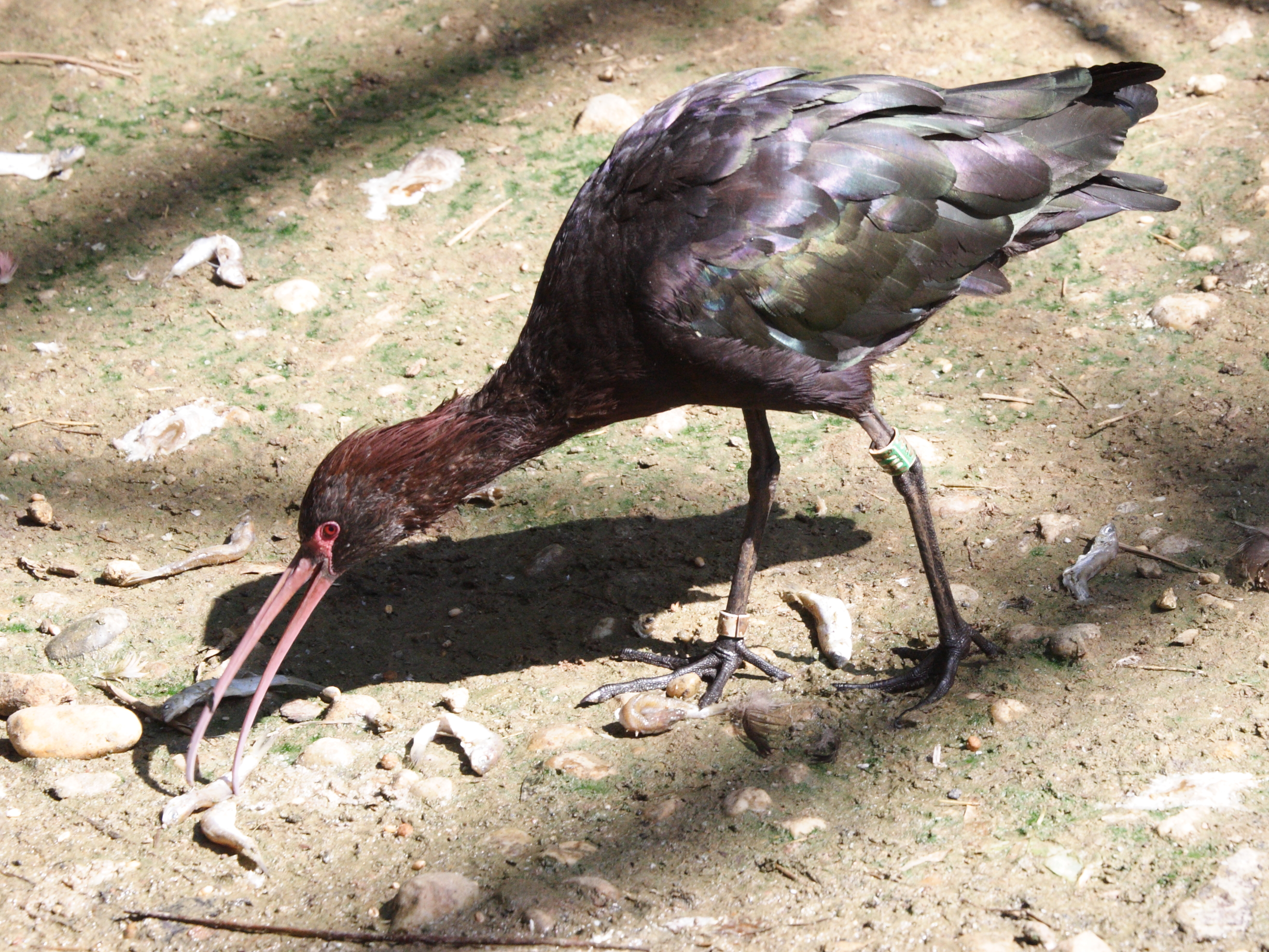 ibis_de_ridgway_-_plecadis_ridgwayi1md