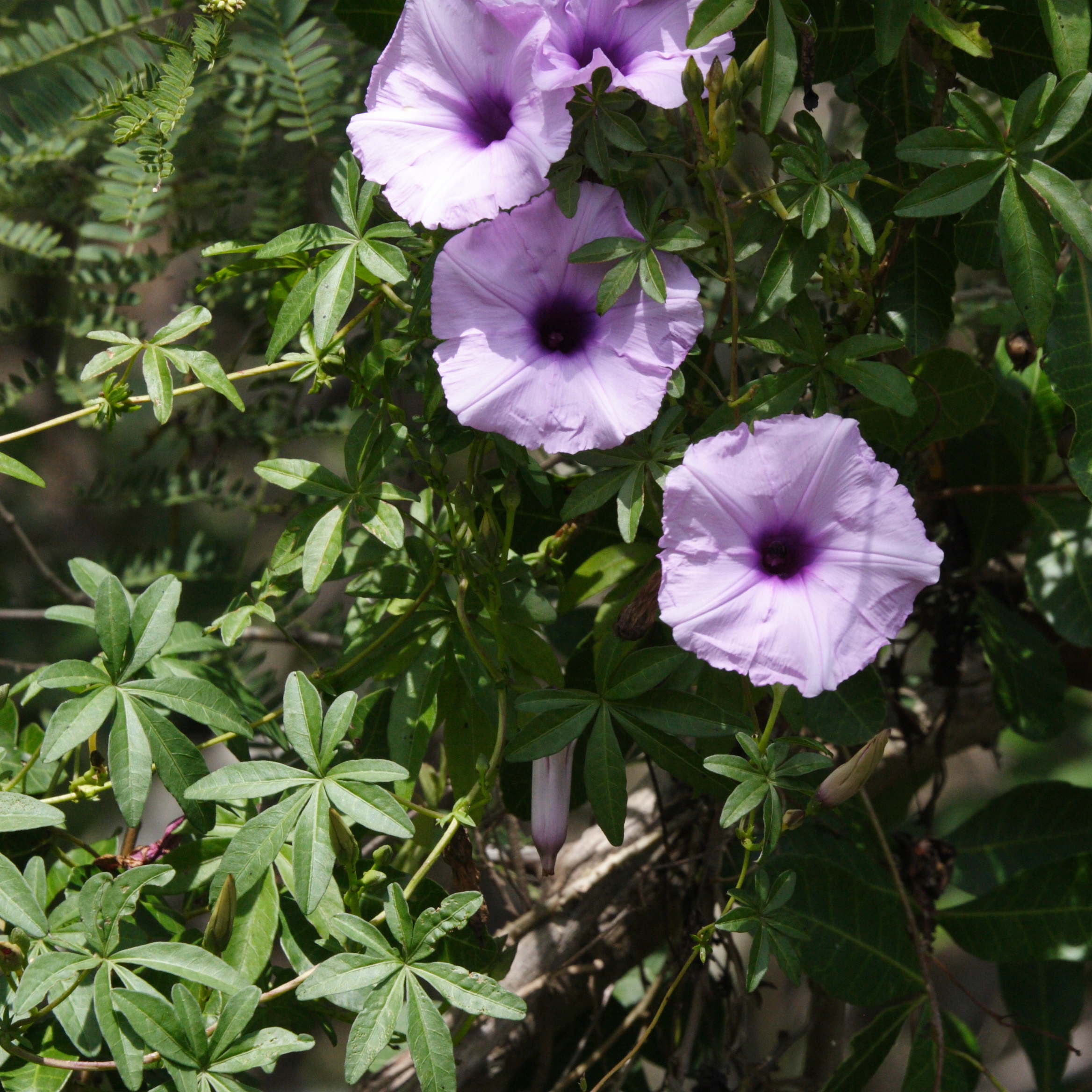 ipomoea_cairica1md