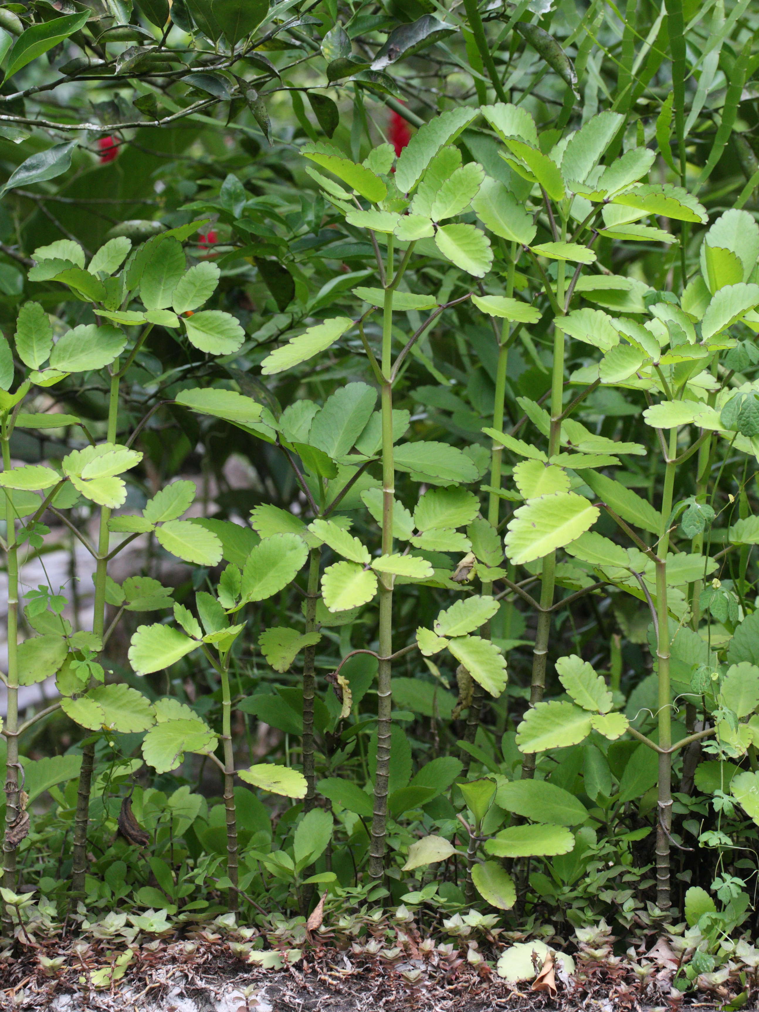 kalanchoe_pinnata3md