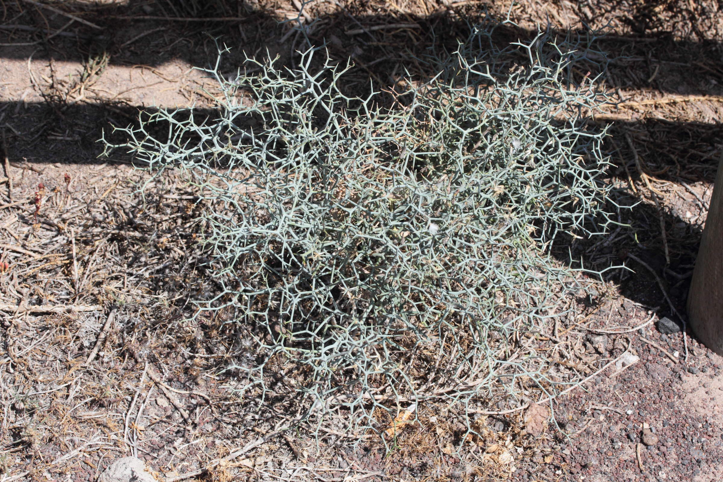 Afficher le média launaea_arborescens1md launaea_arborescens1md