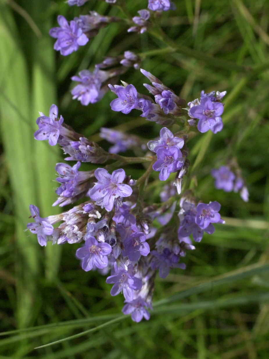 Afficher le média limonium_vulgare3md limonium_vulgare3md