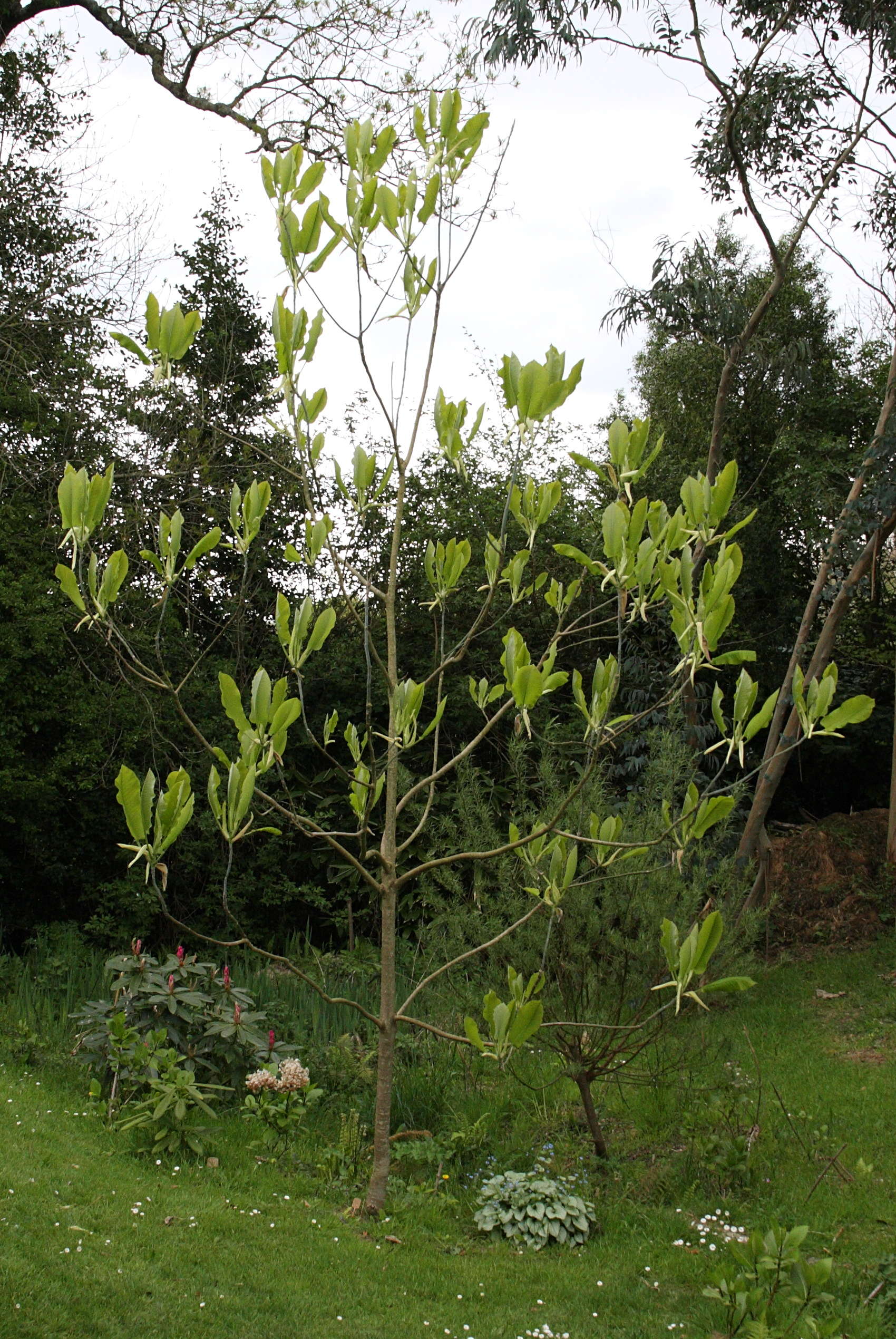 Afficher le média magnolia_macrophylla2bd magnolia_macrophylla2bd