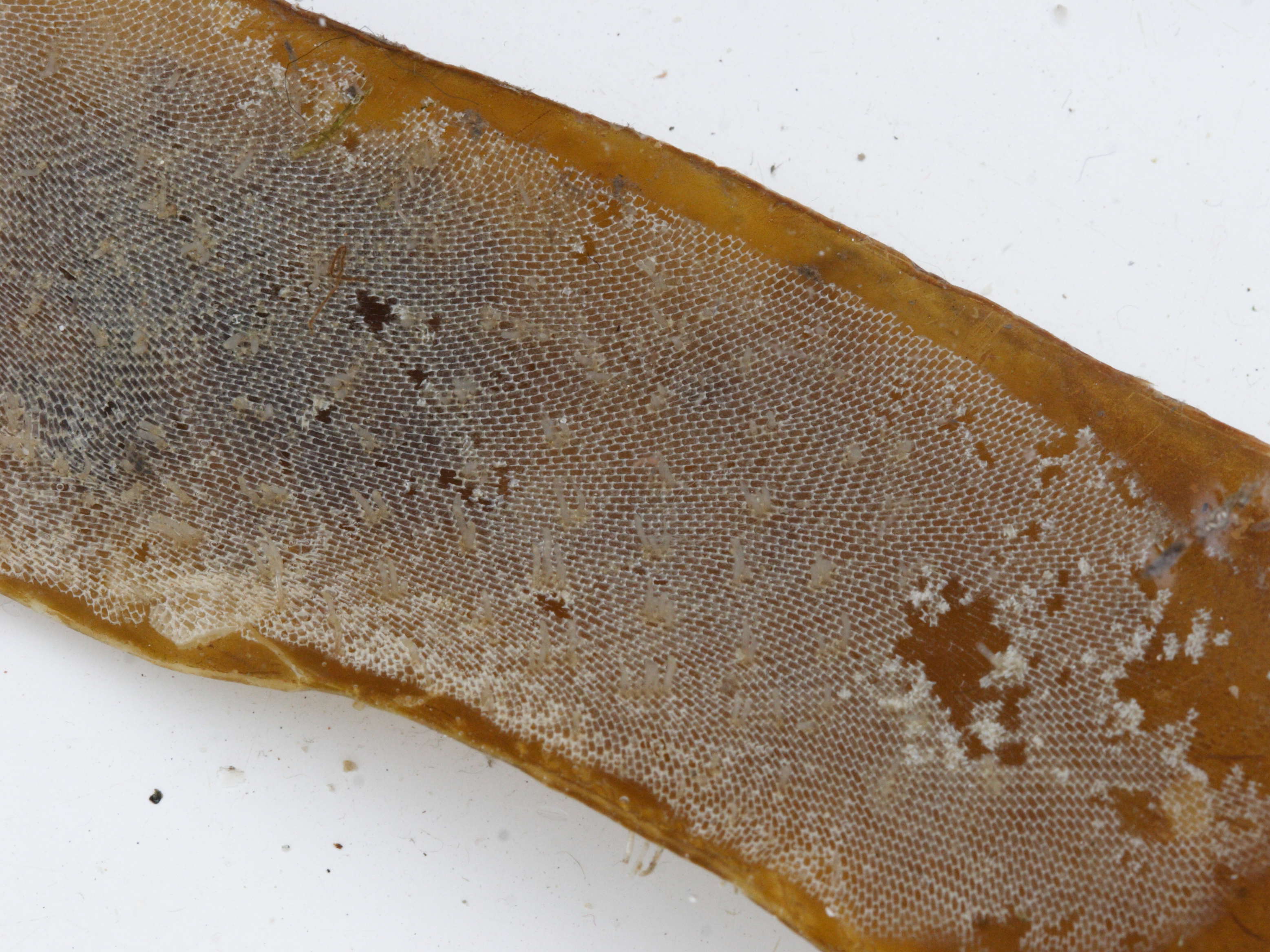 membranipora_membranacea1md